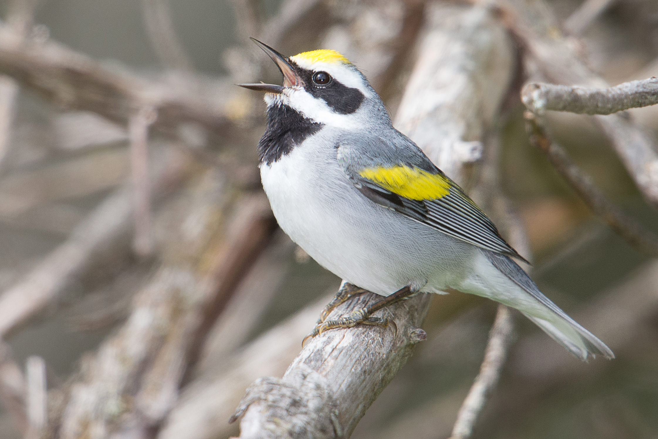 A songbird with an open mouth, singing. 