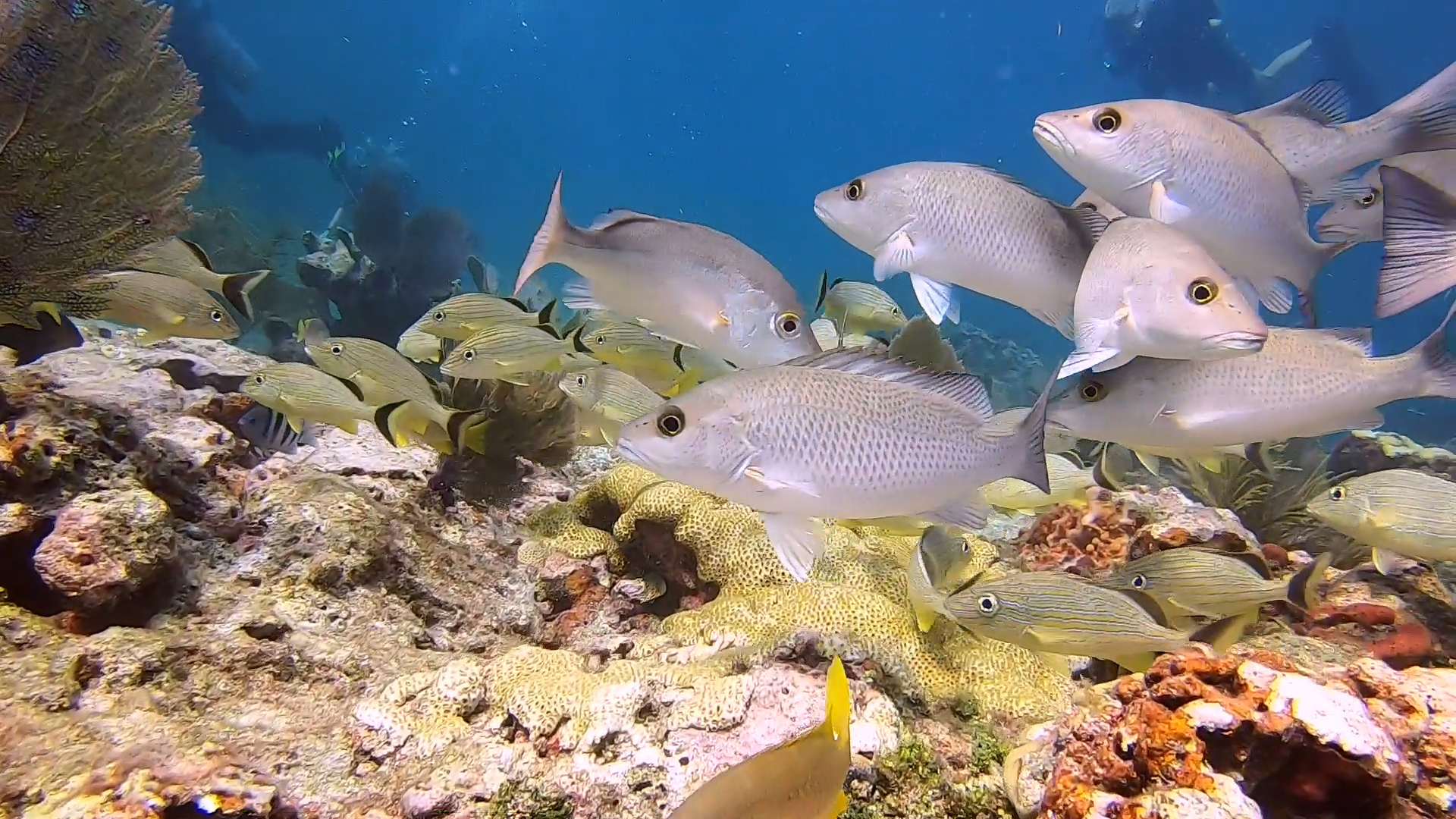 Gray snappers on a coral reef in the Florida Keys. 