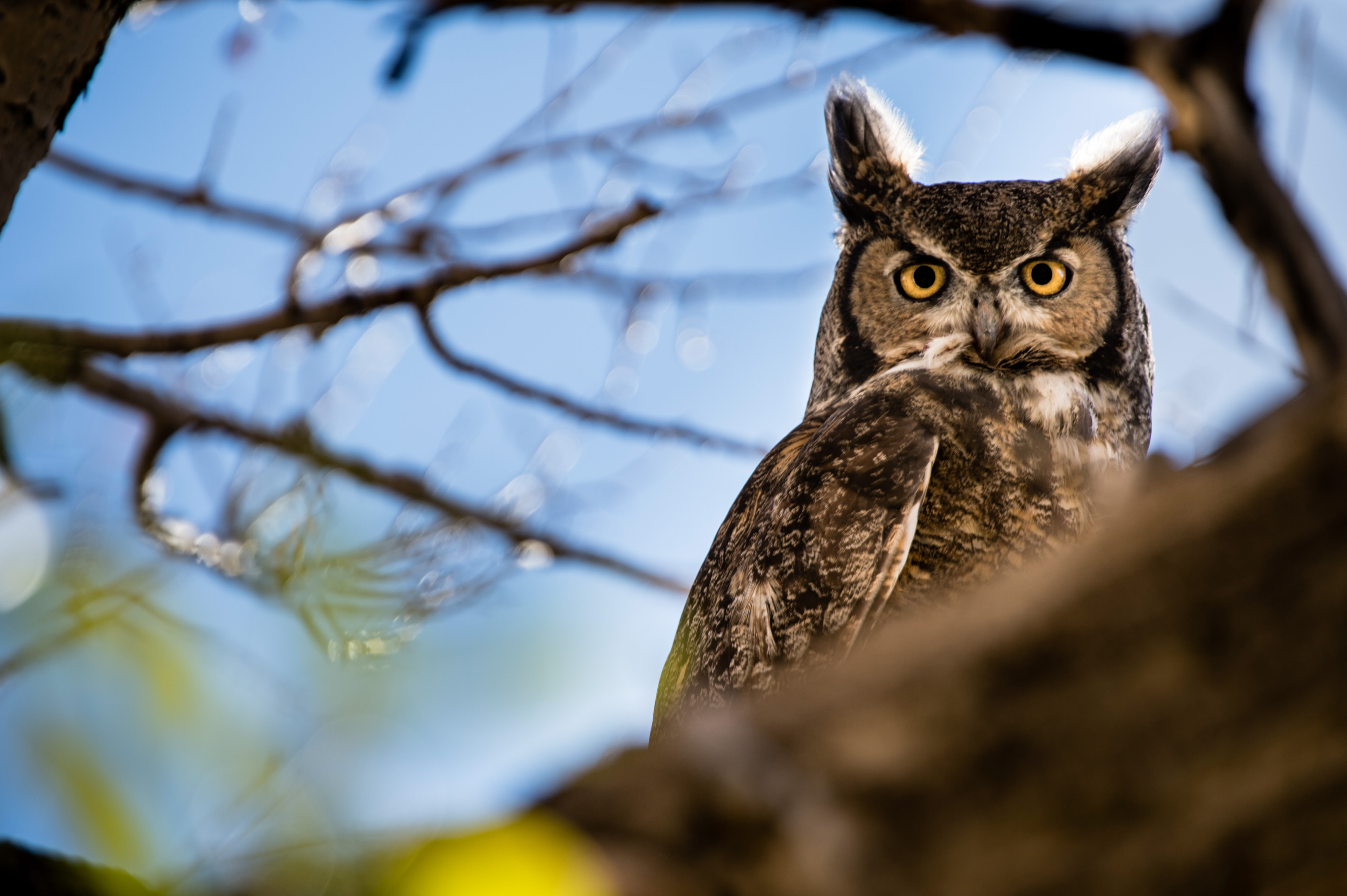 A great horned owl stares down from a tree.