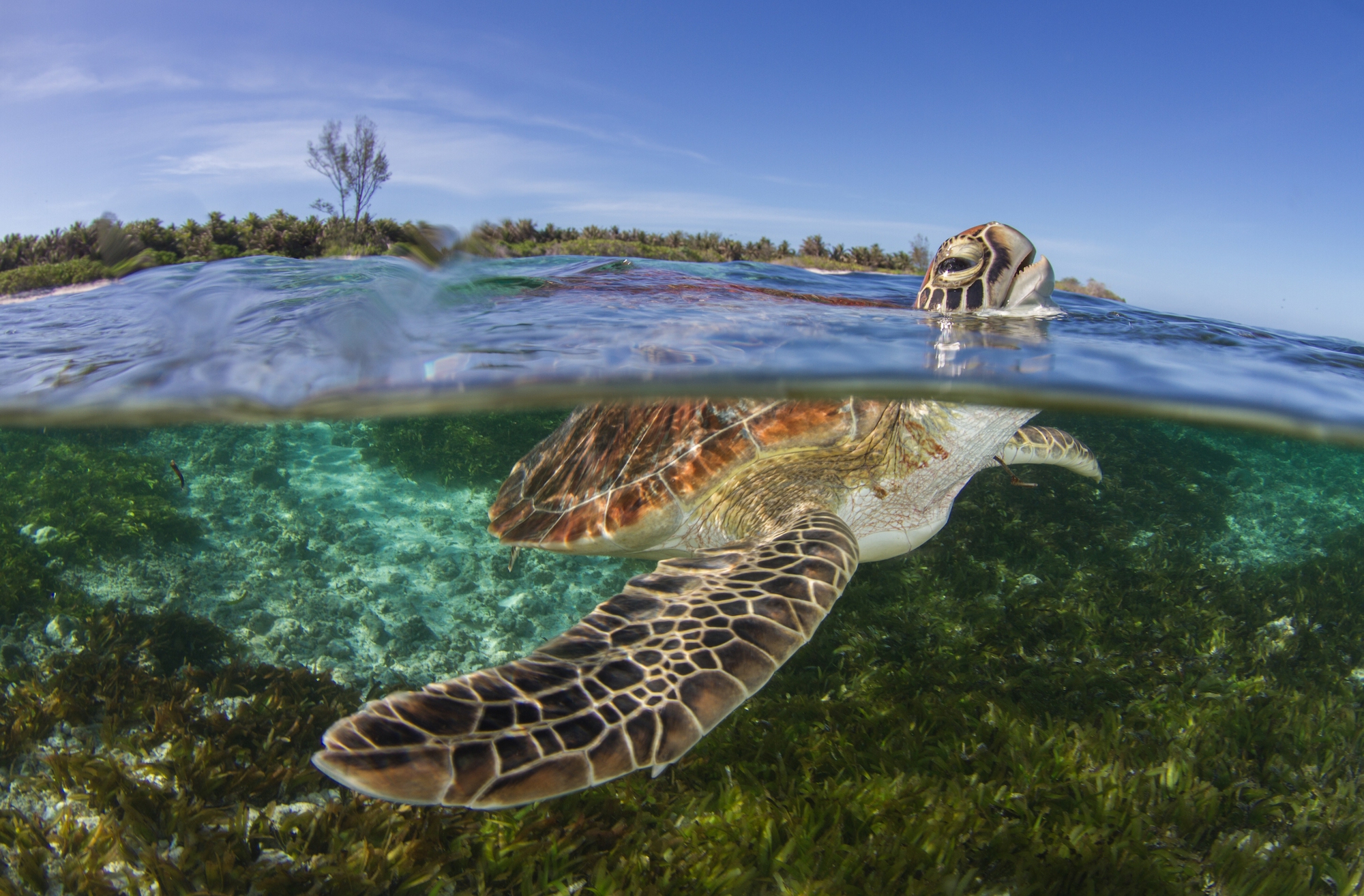 A young green turtle surfaces for a breath of air.