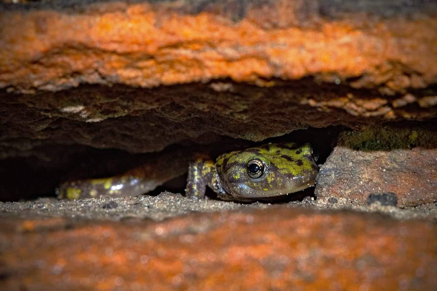 The salamander's face that is bright green with brown speckles peeks out from between two orange rocks.