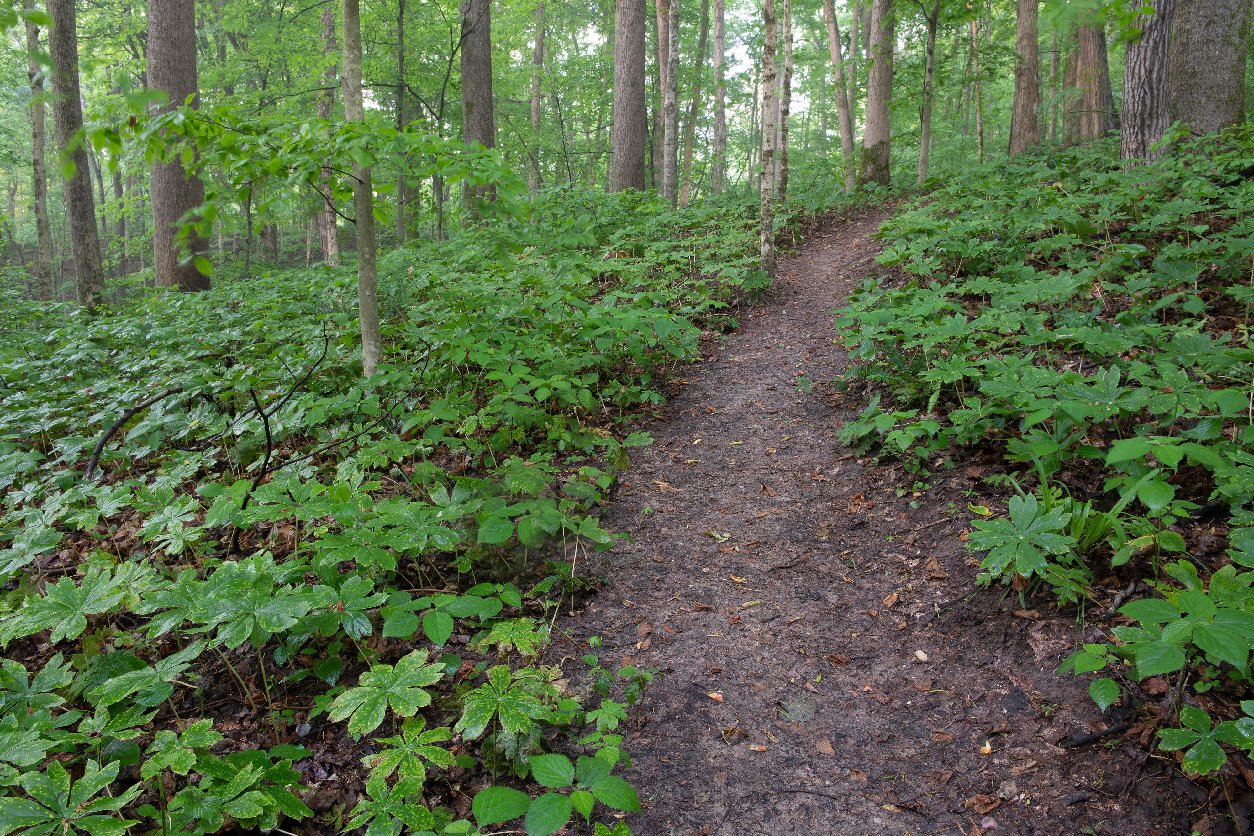 Trail runs through springtime plants in green forest.