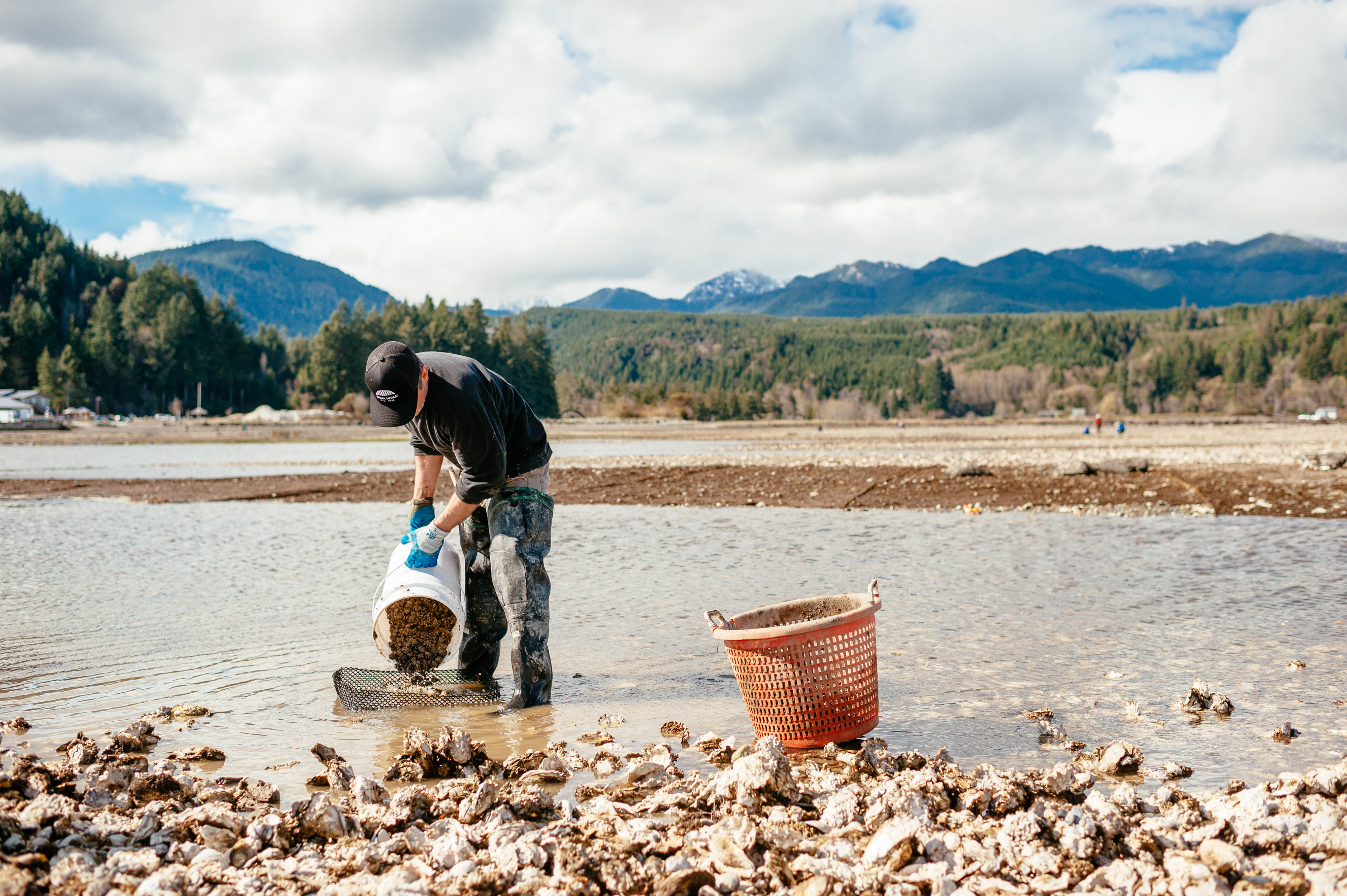 Shellfish farming in Washington State