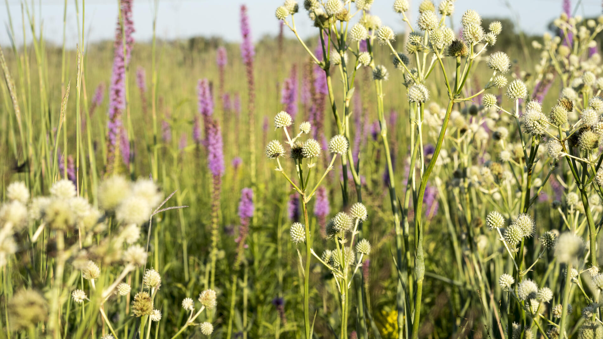 Closeup of rattlesnake master wildflowers scattered across a grassy prairie.