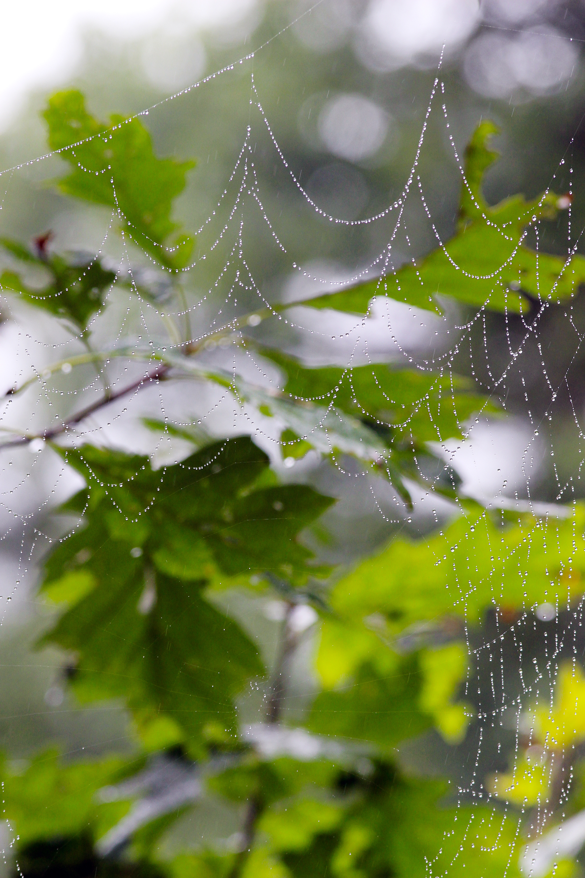 Tiny raindrops dot a large spider web spun between the branches of a leafed out oak tree.
