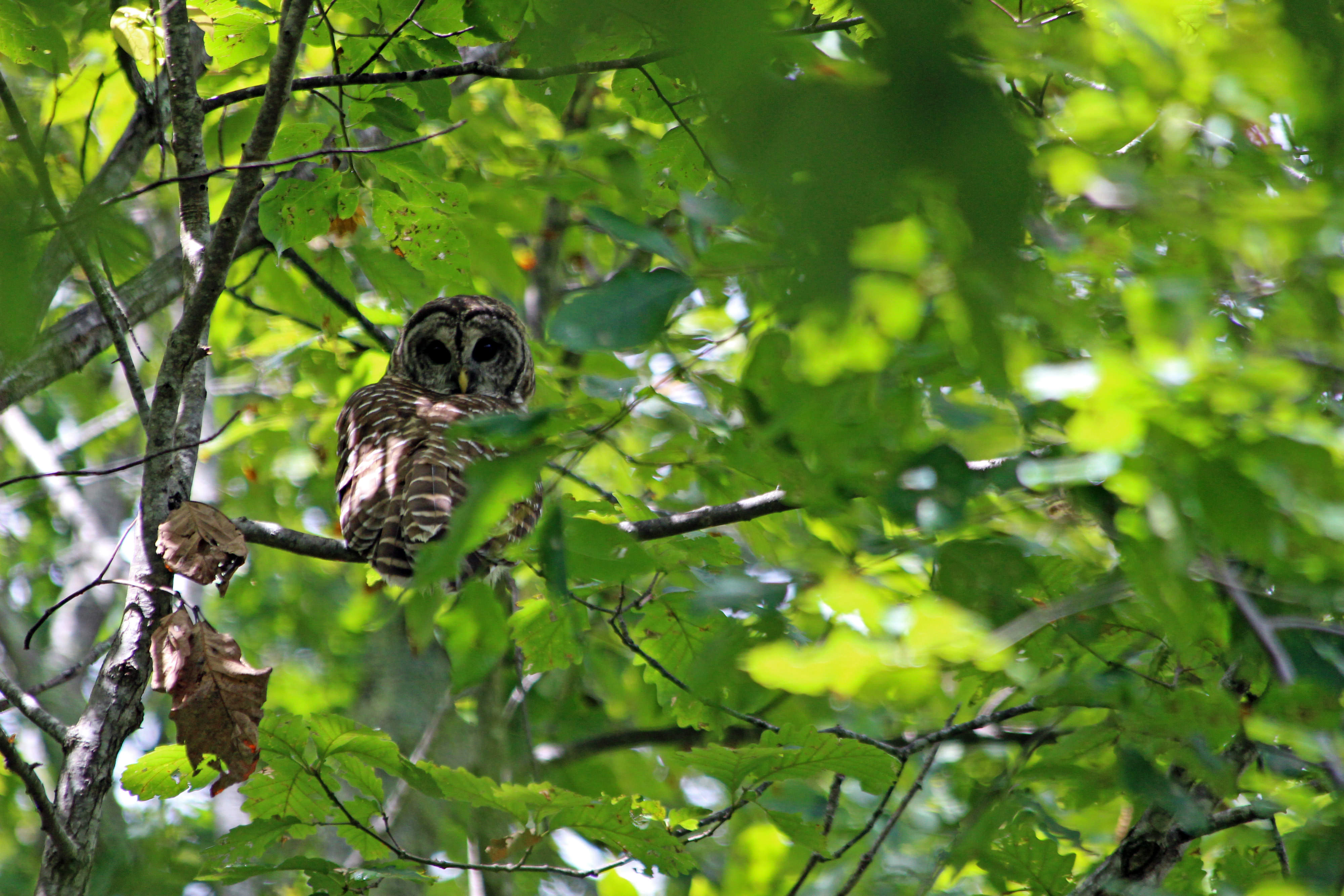 An owl sits on a branch high up in a tree almost obscured by green leaves.