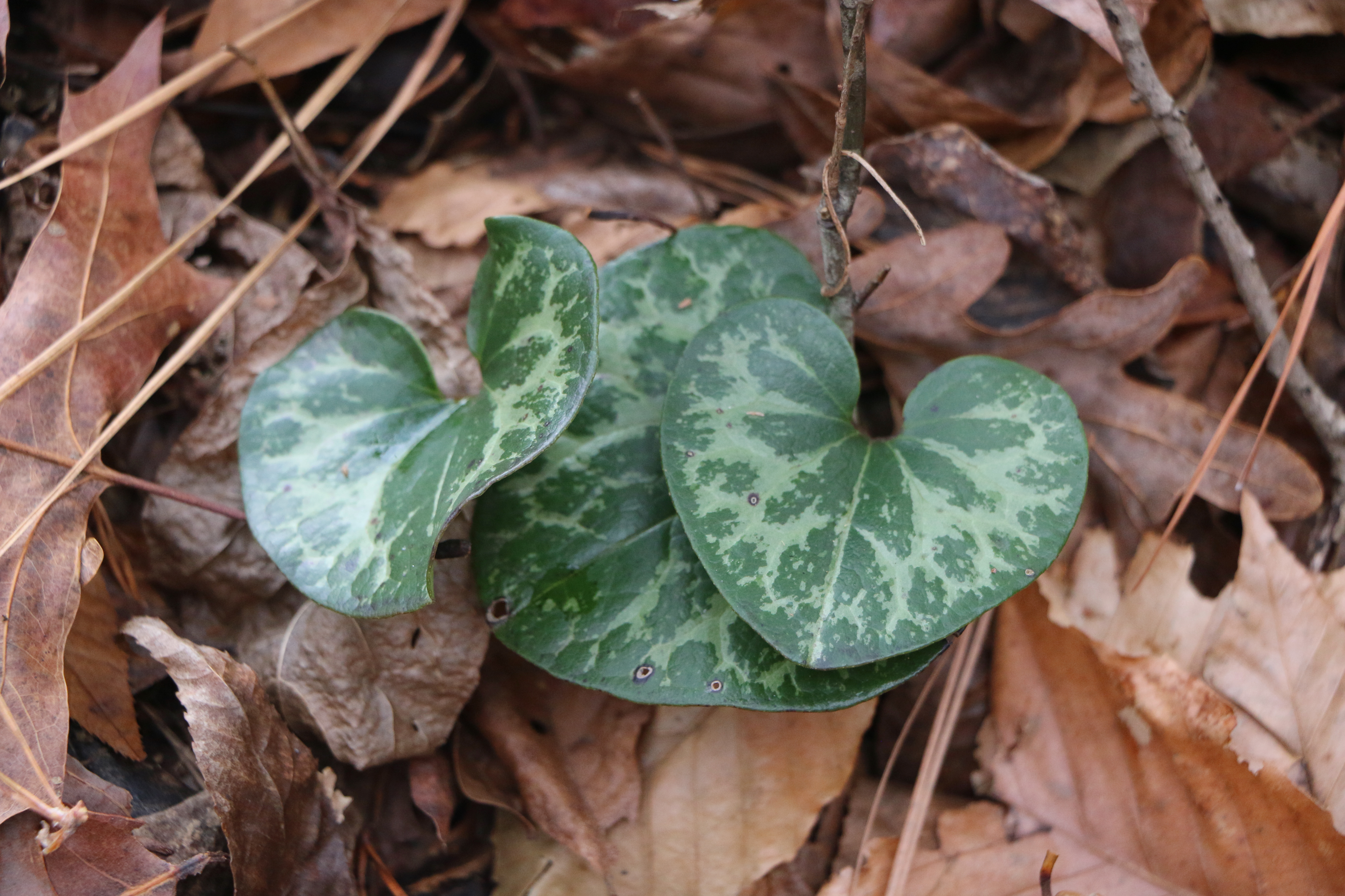 A plant with green heart-shaped leaves sits in a backdrop of leaf litter.