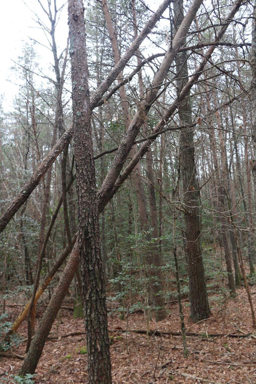 Pine forest with fallen trees.