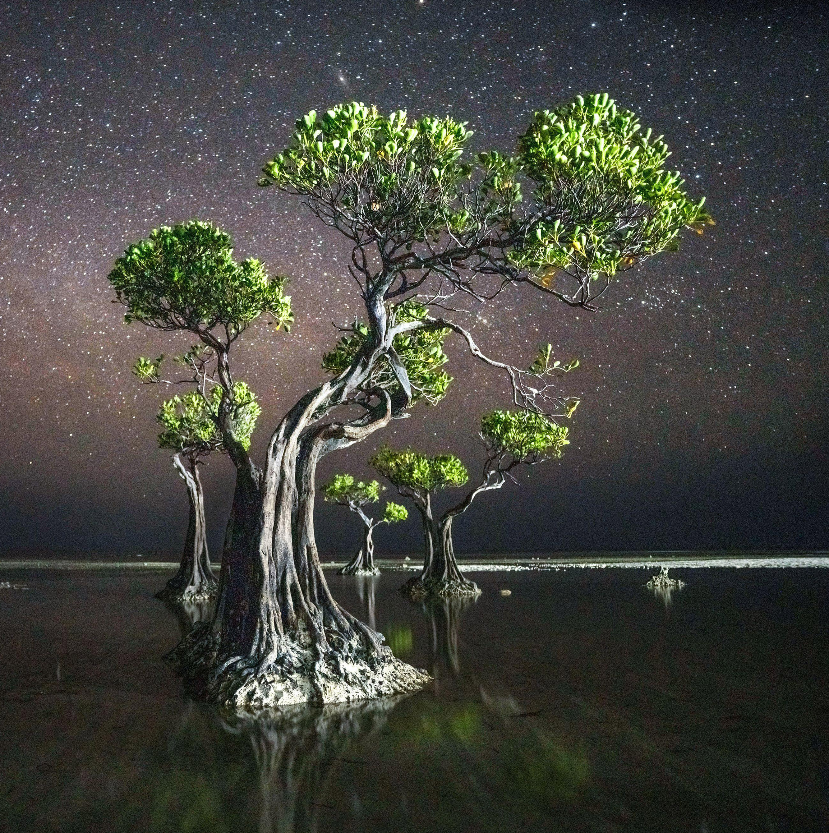 Nighttime photo of mangroves in water, with stars in the sky.