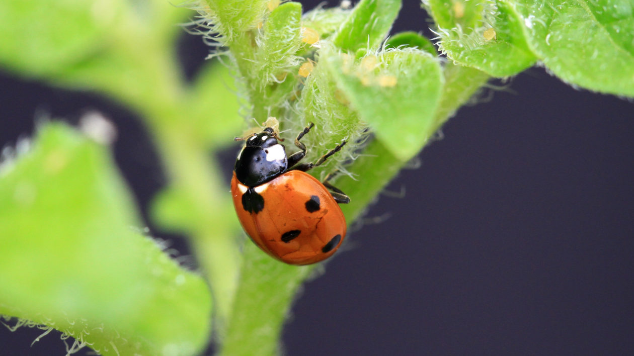 A ladybird predates on aphids on a potato plant.