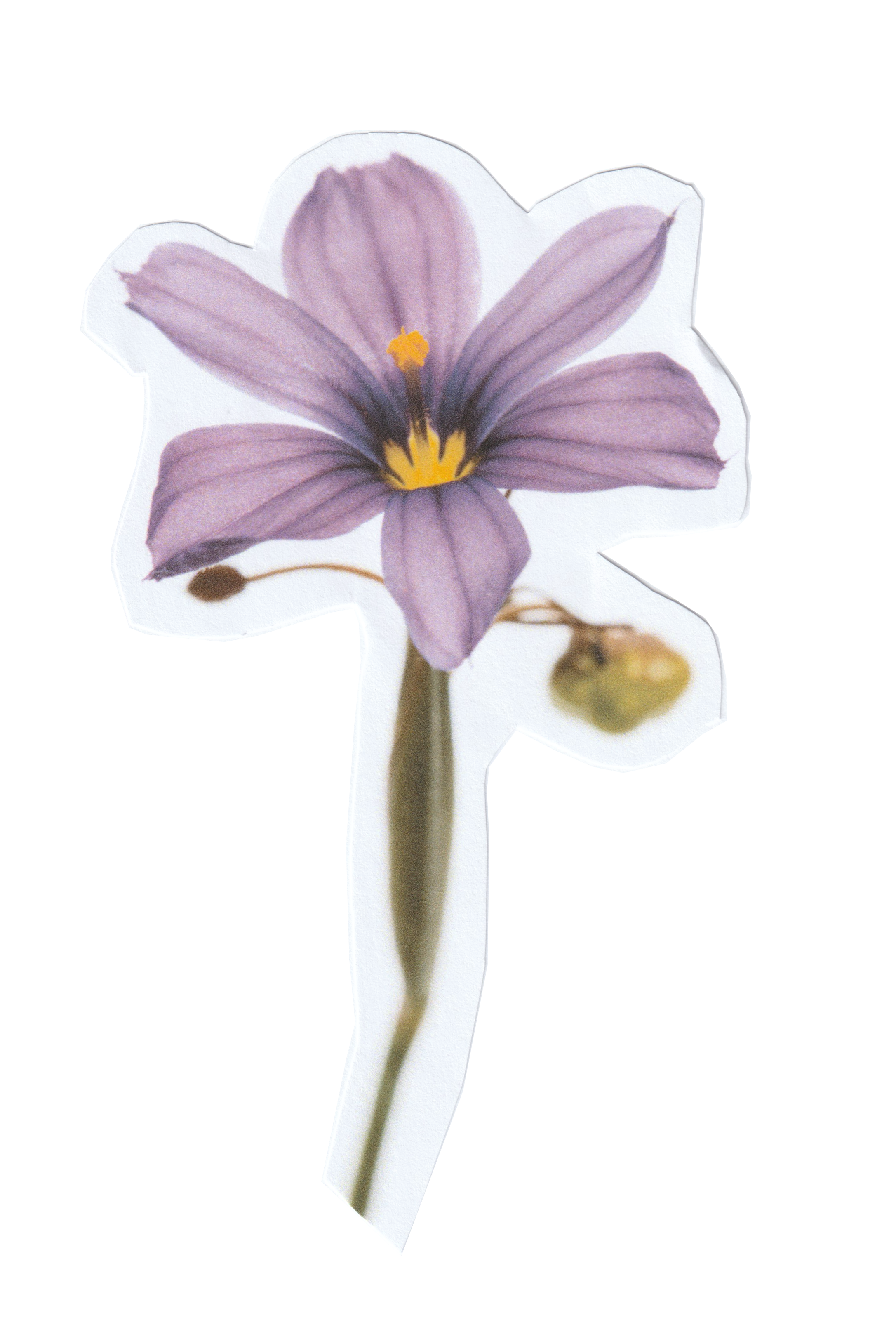 Blue-Eyed Grass