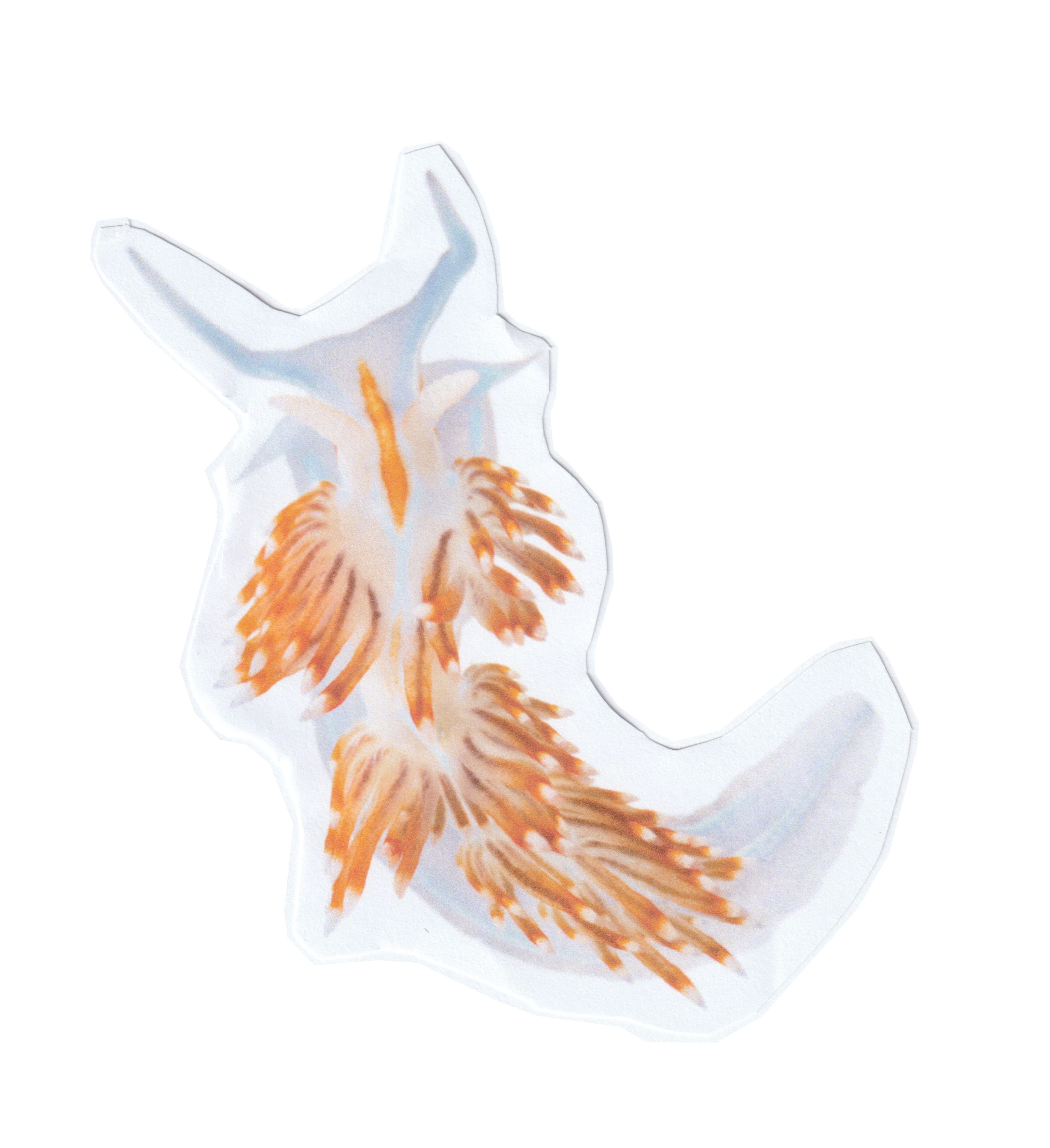 Opalescent Nudibranch