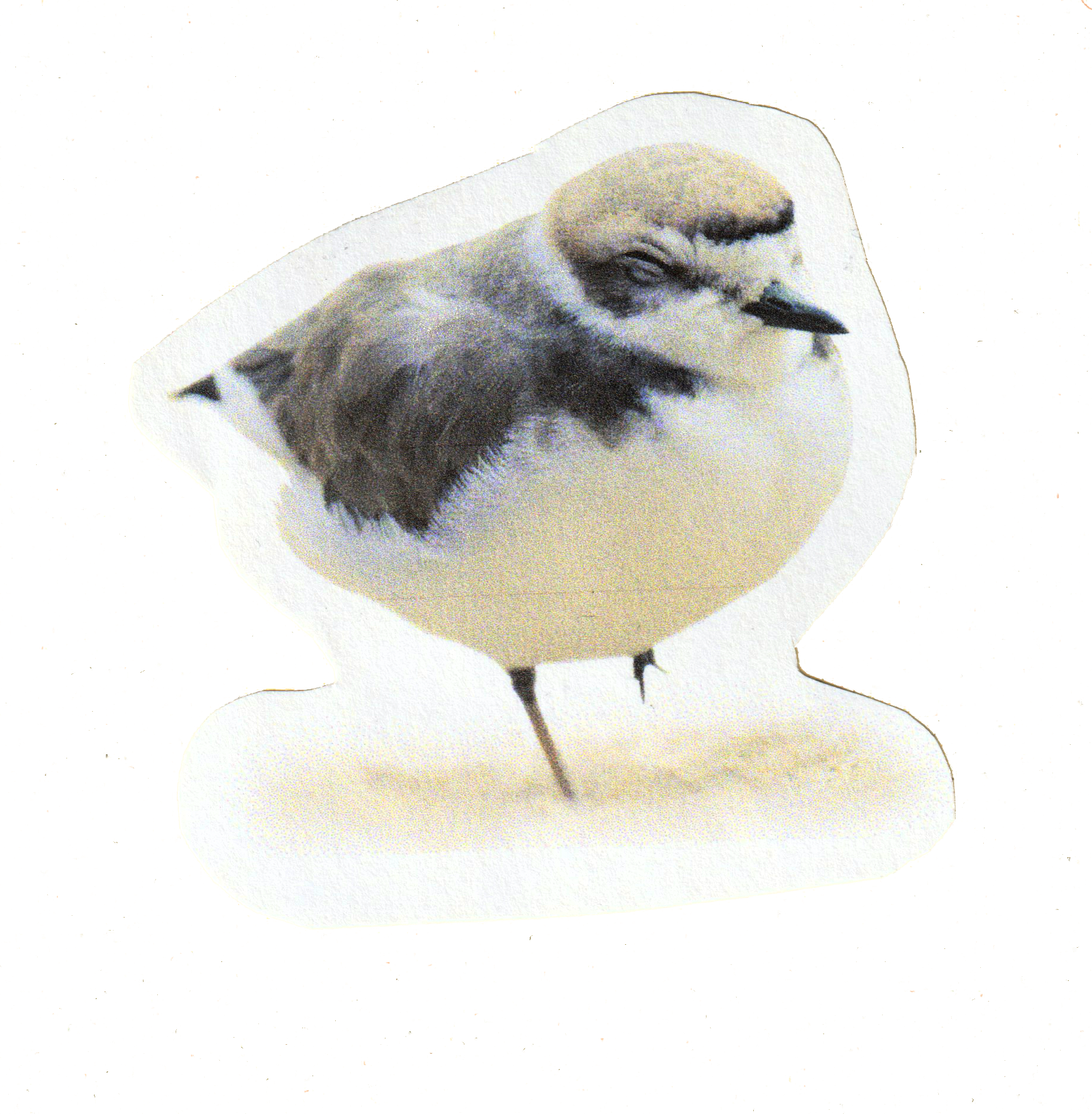 Snowy Plover