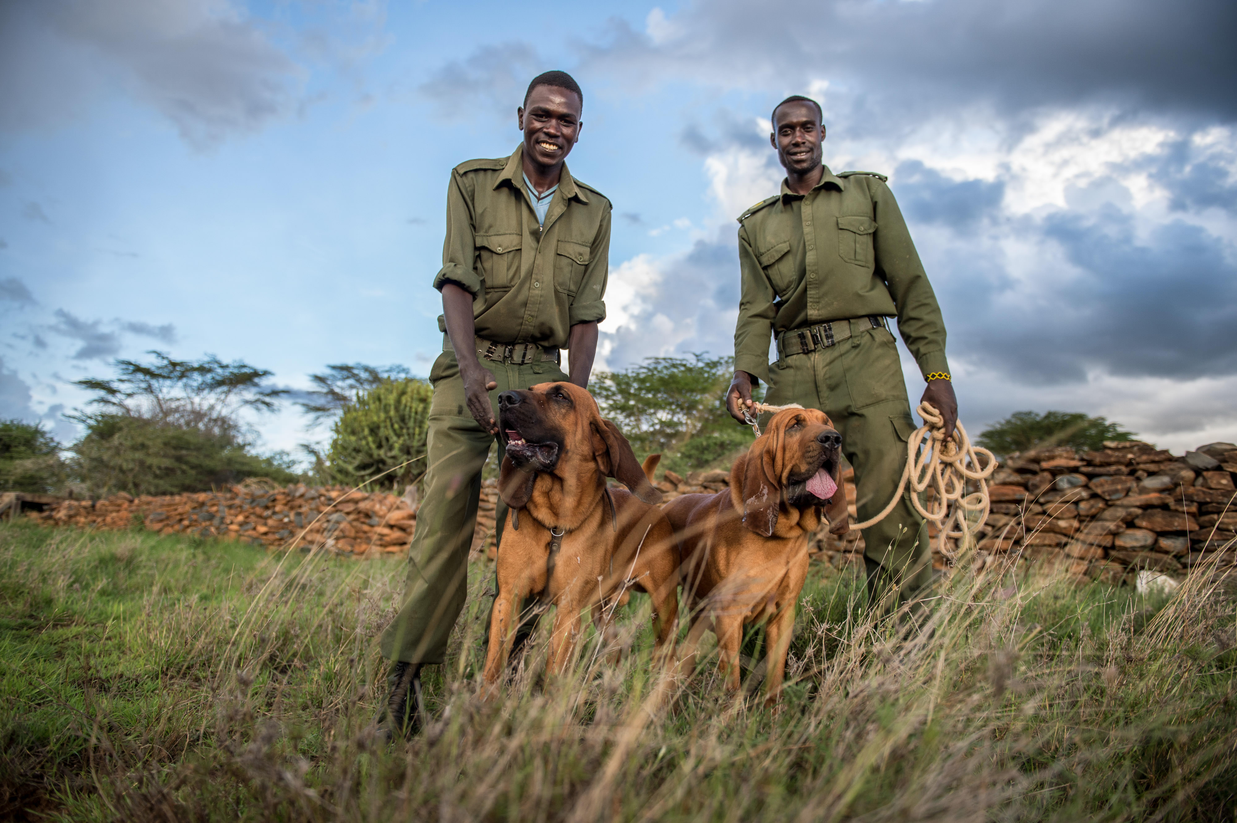 rangers with bloodhounds