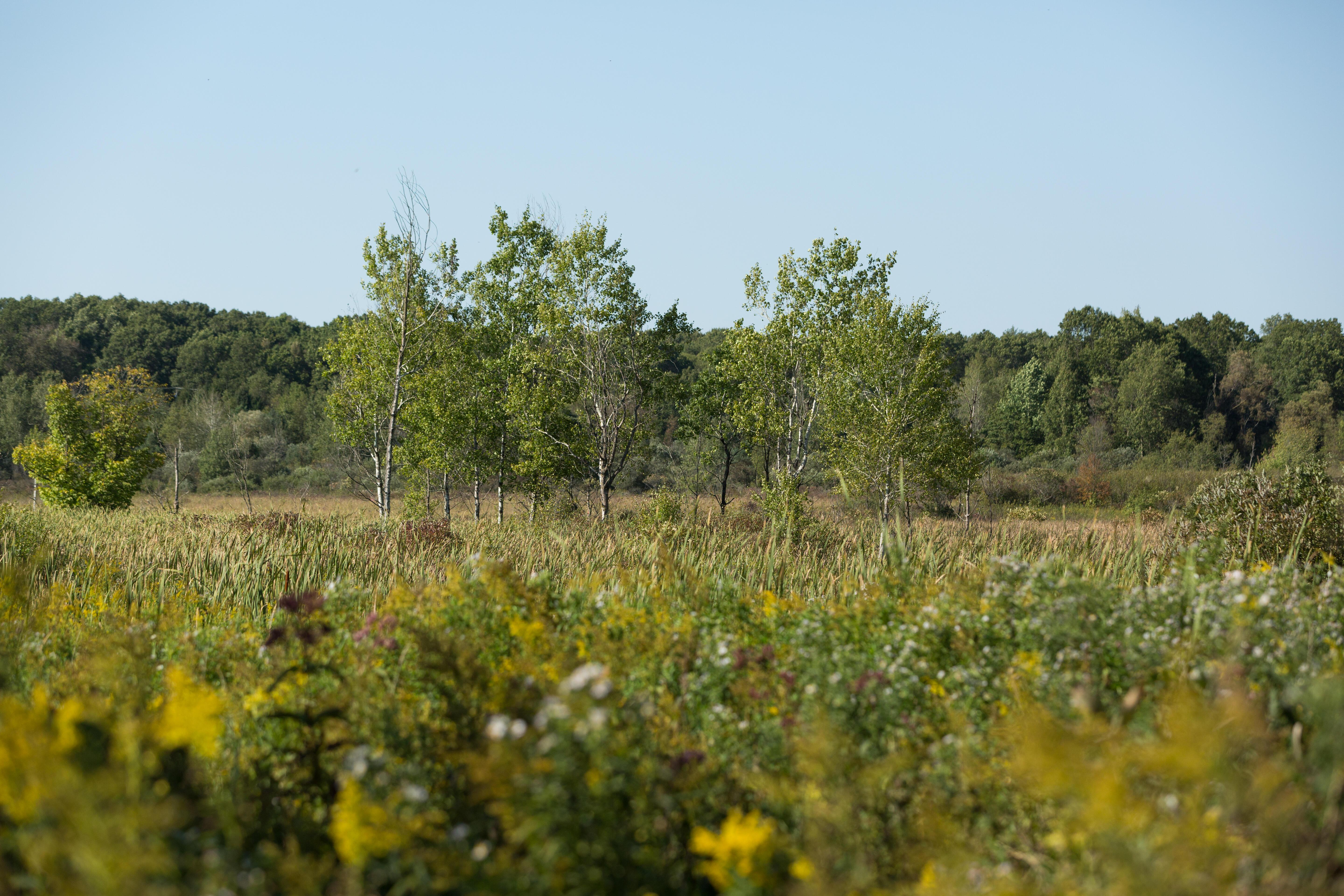 A variety of plant life growing at Paw Paw Prairie Fen Preserve in Michigan.