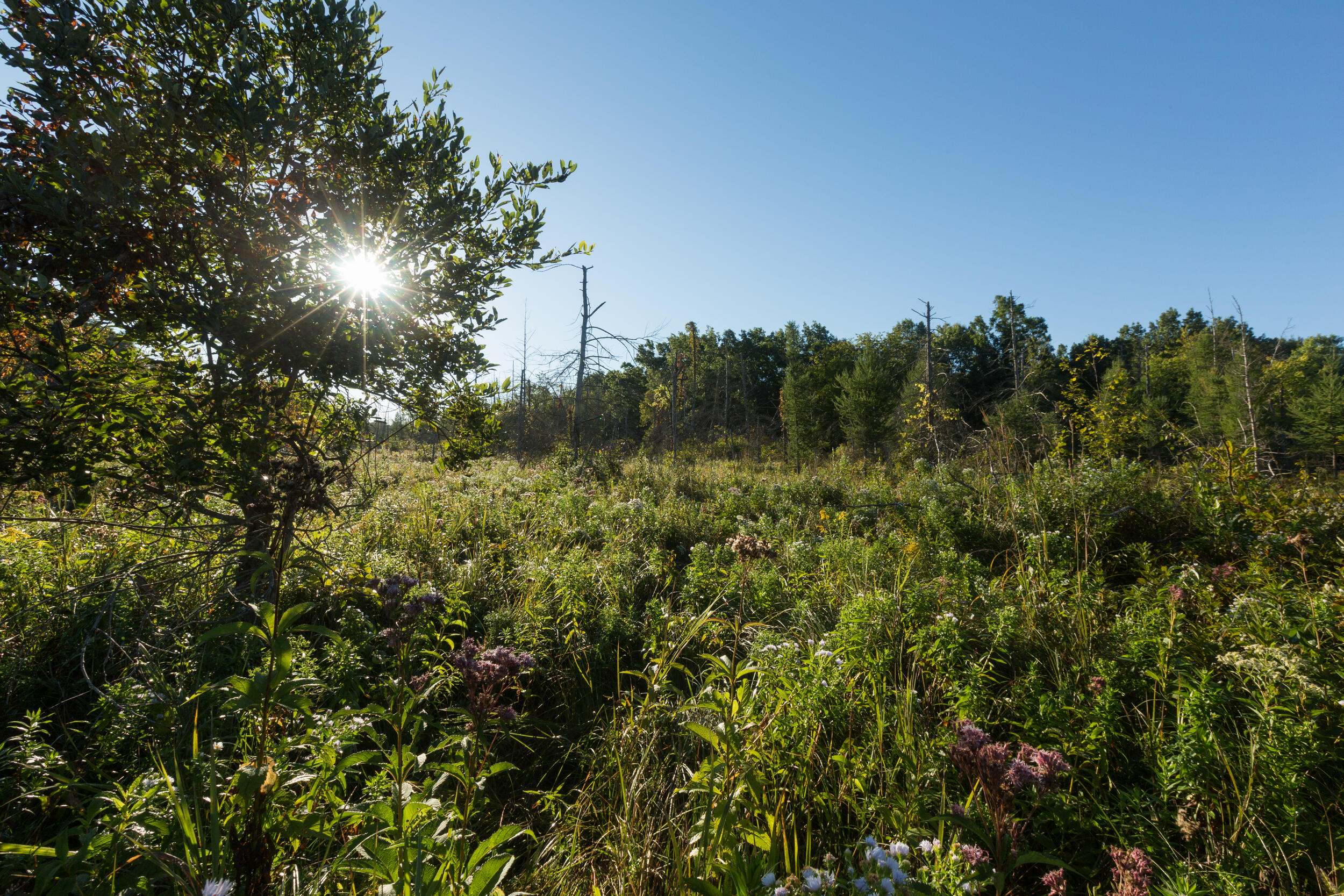 The sun shines through a tree that towers over a variety of plants in the Grand River Fen Preserve in Michigan. 