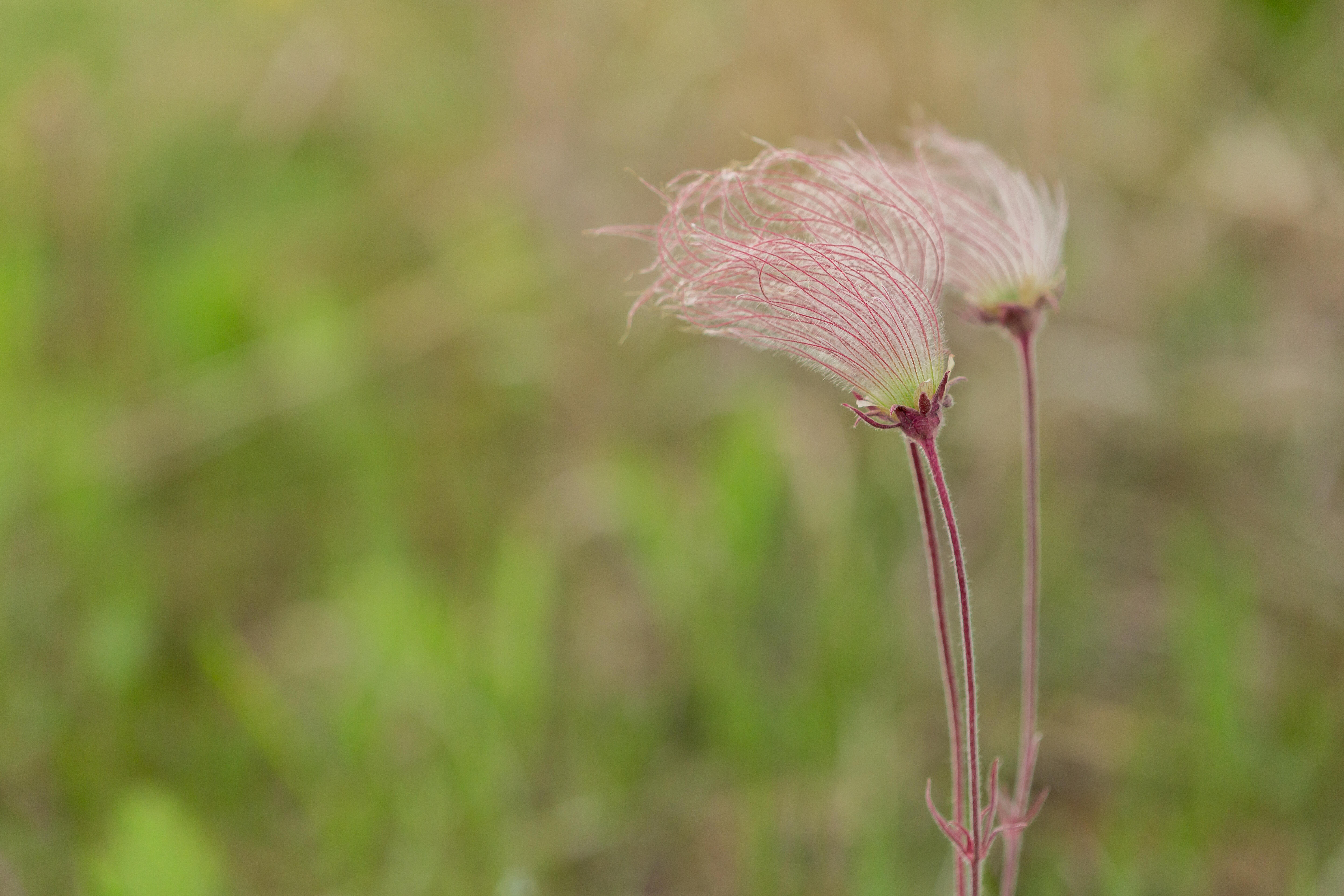 The pink seedheads of prairie smoke grow at Maxton Plains Preserve at Drummond Island. 
