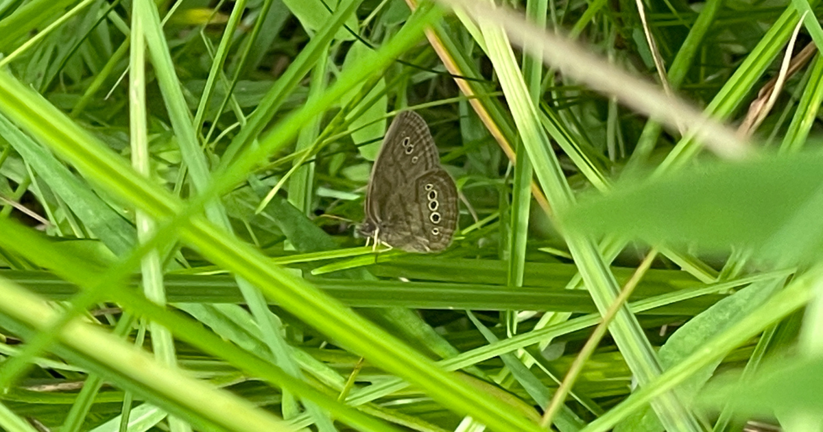 A Mitchell's satyr rests on a coarse fabric in the Grand River Fen Preserve. 