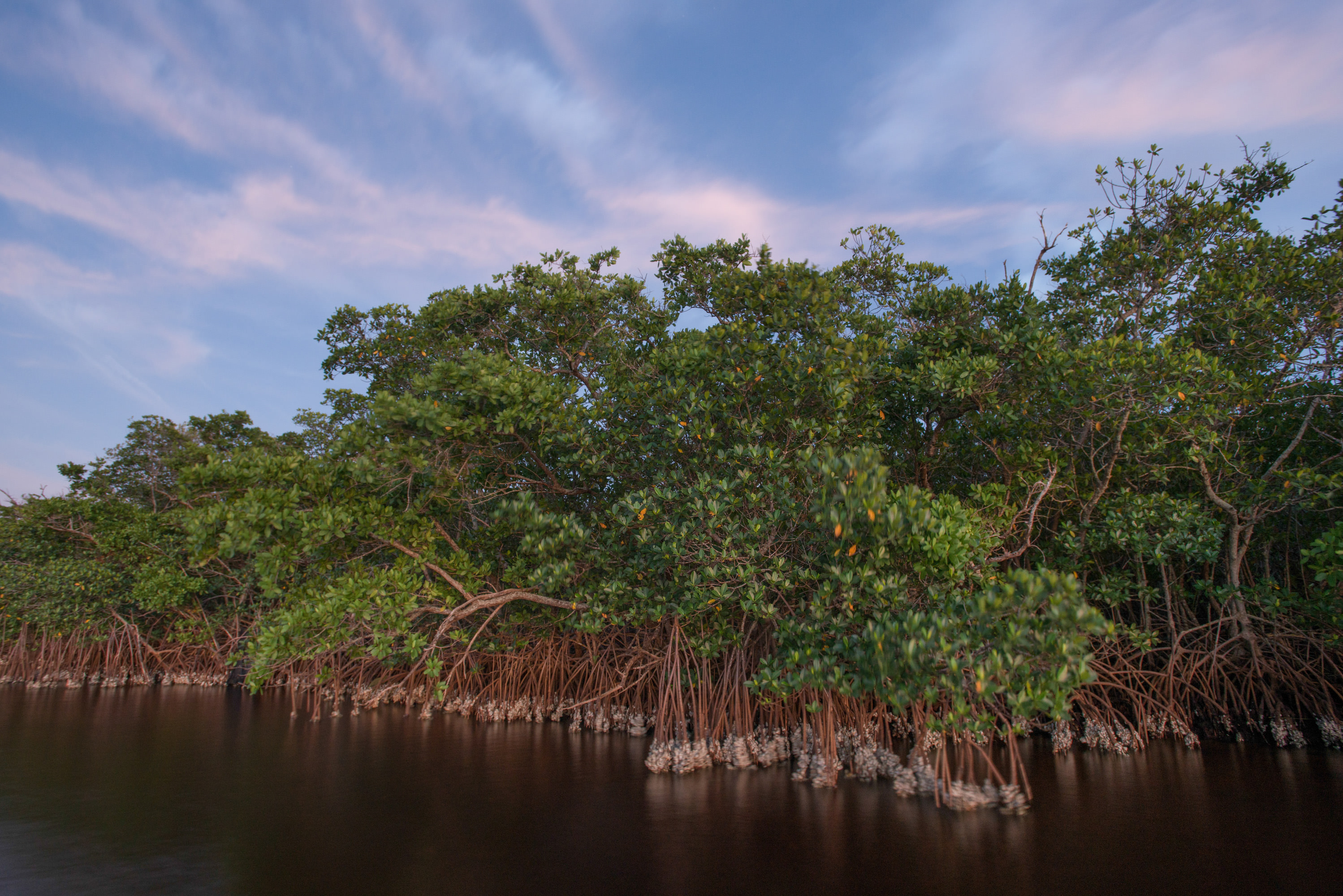 A forest of mangroves along a water body's edge.