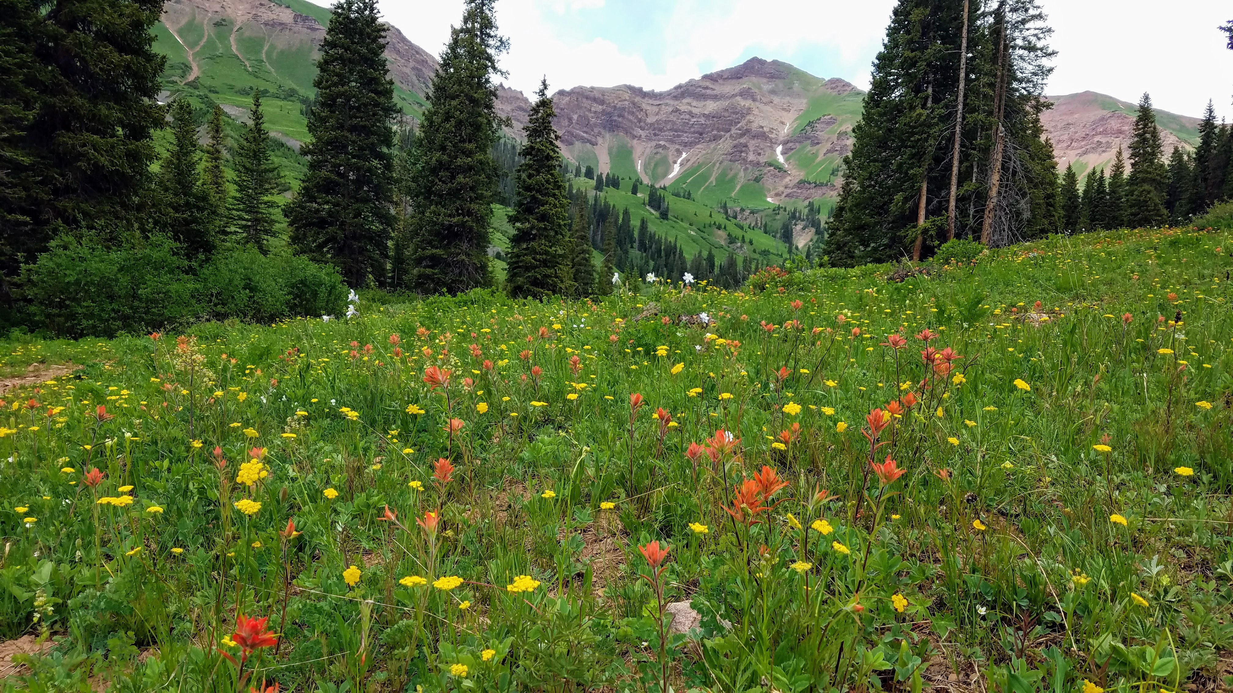 Colorful wildflowers in an alpine meadow in White River National Forest in Colorado.