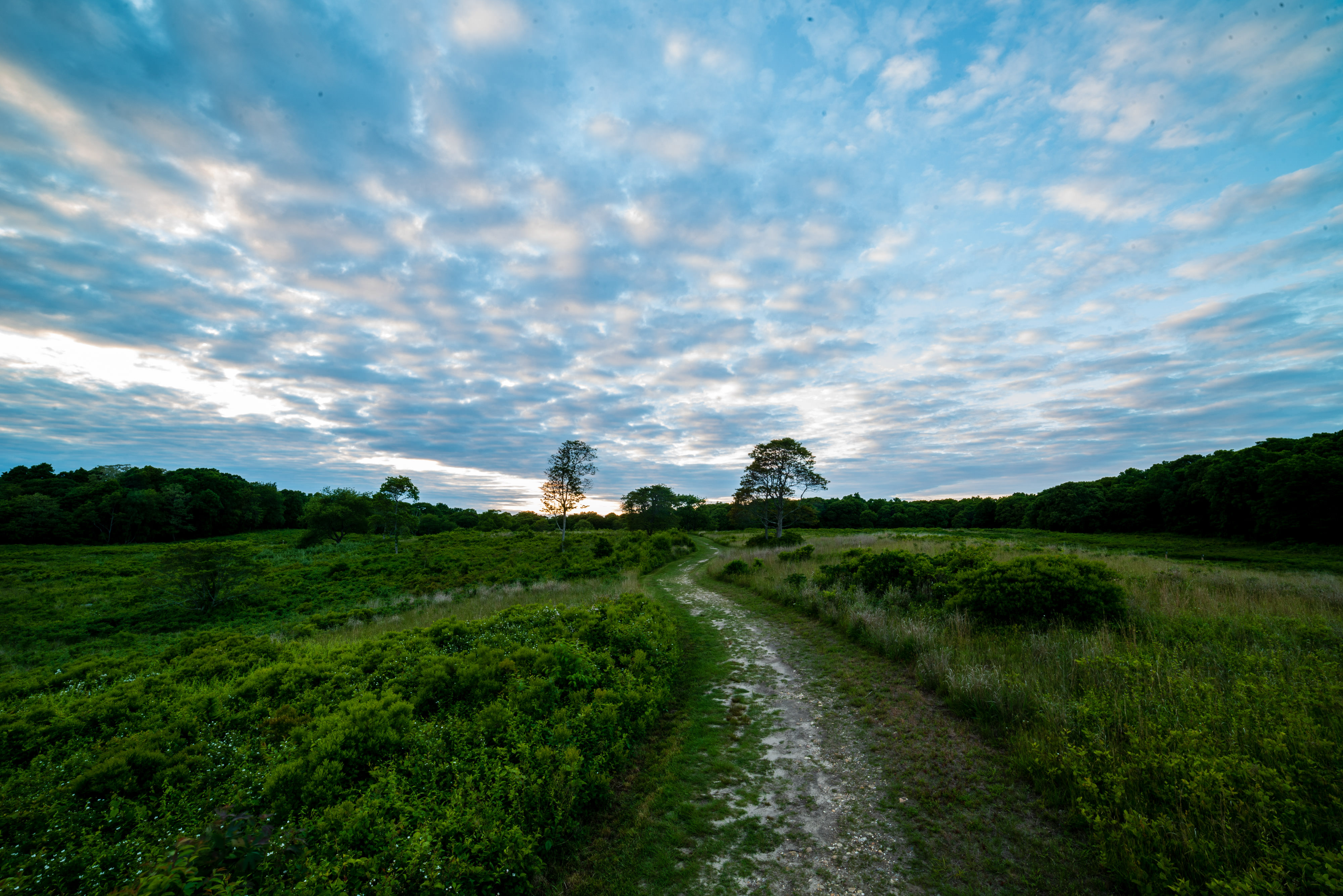 A winding trail through a green field leads to a valley of trees. Blue sky with dotted clouds is in the background.