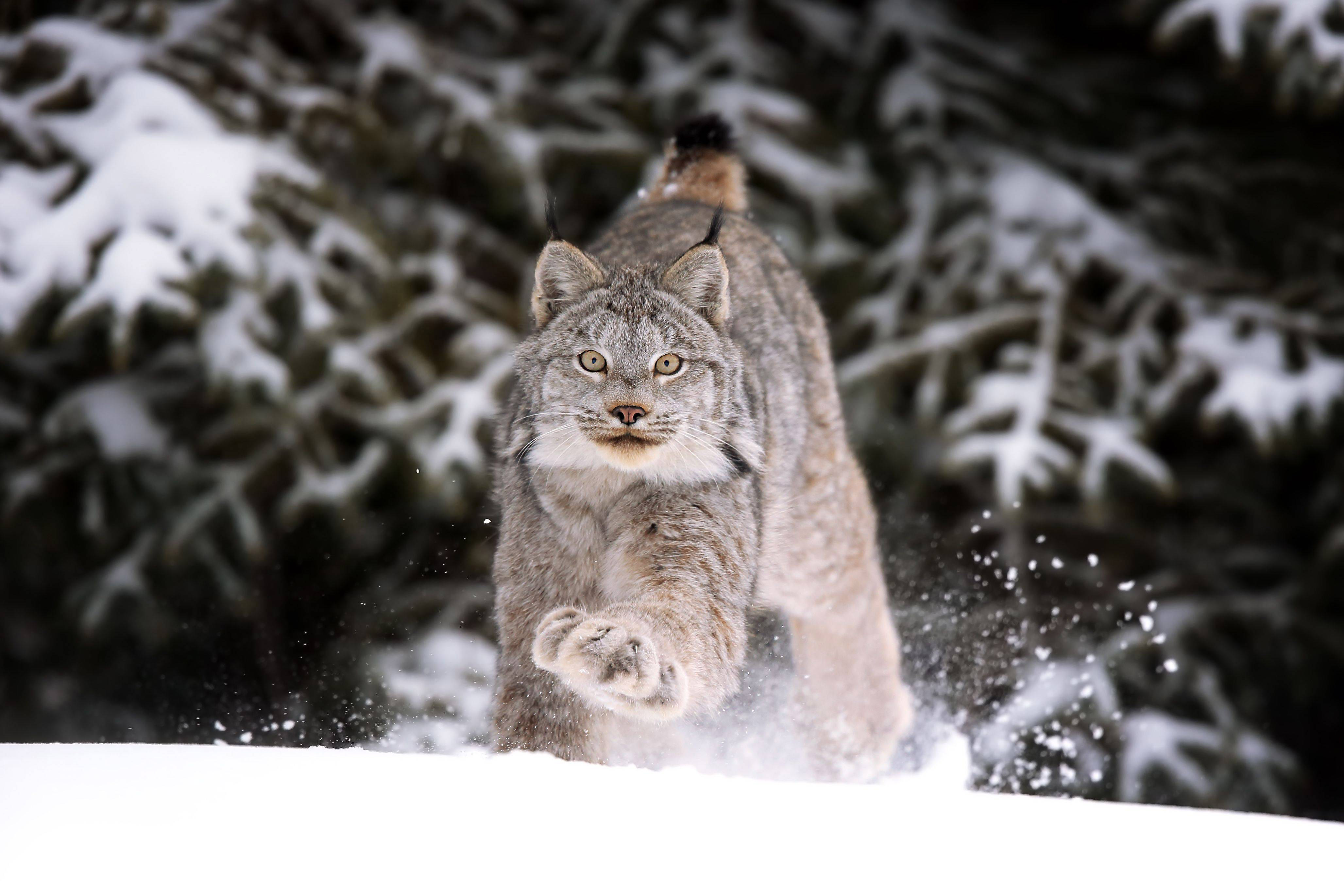 A lynx runs through snow toward the camera.