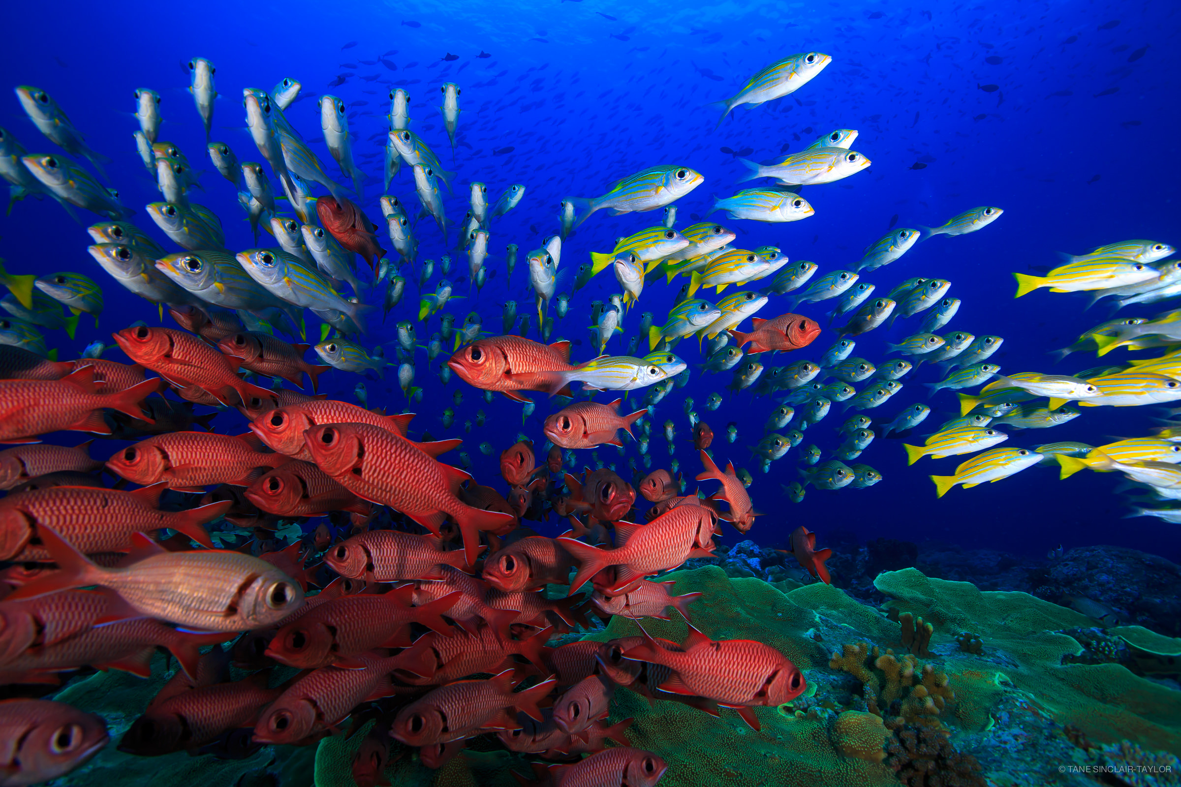Colorful fish on a healthy reef with bright blue ocean water in the background.