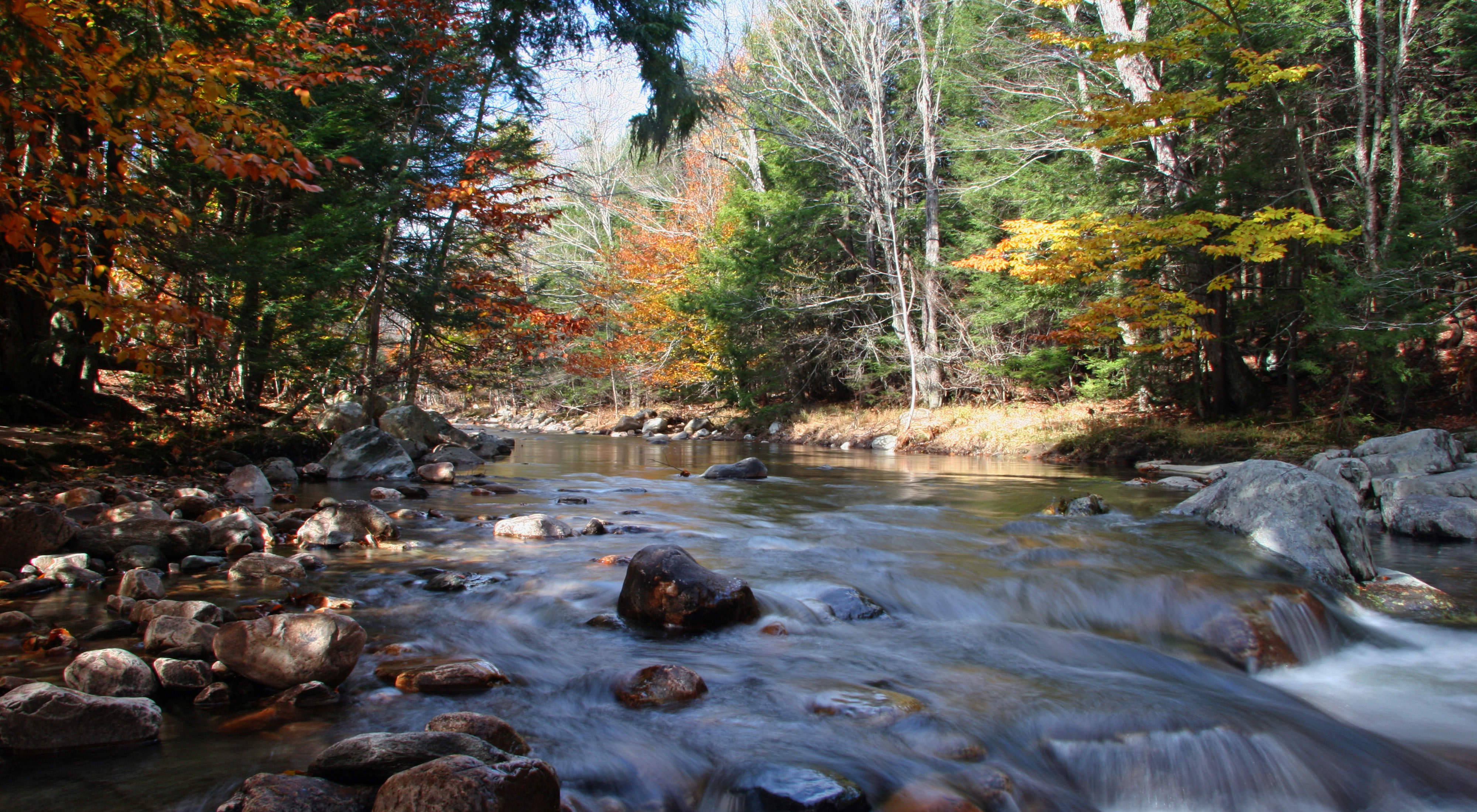 Water-level view of a brook running through a forest in autumn.