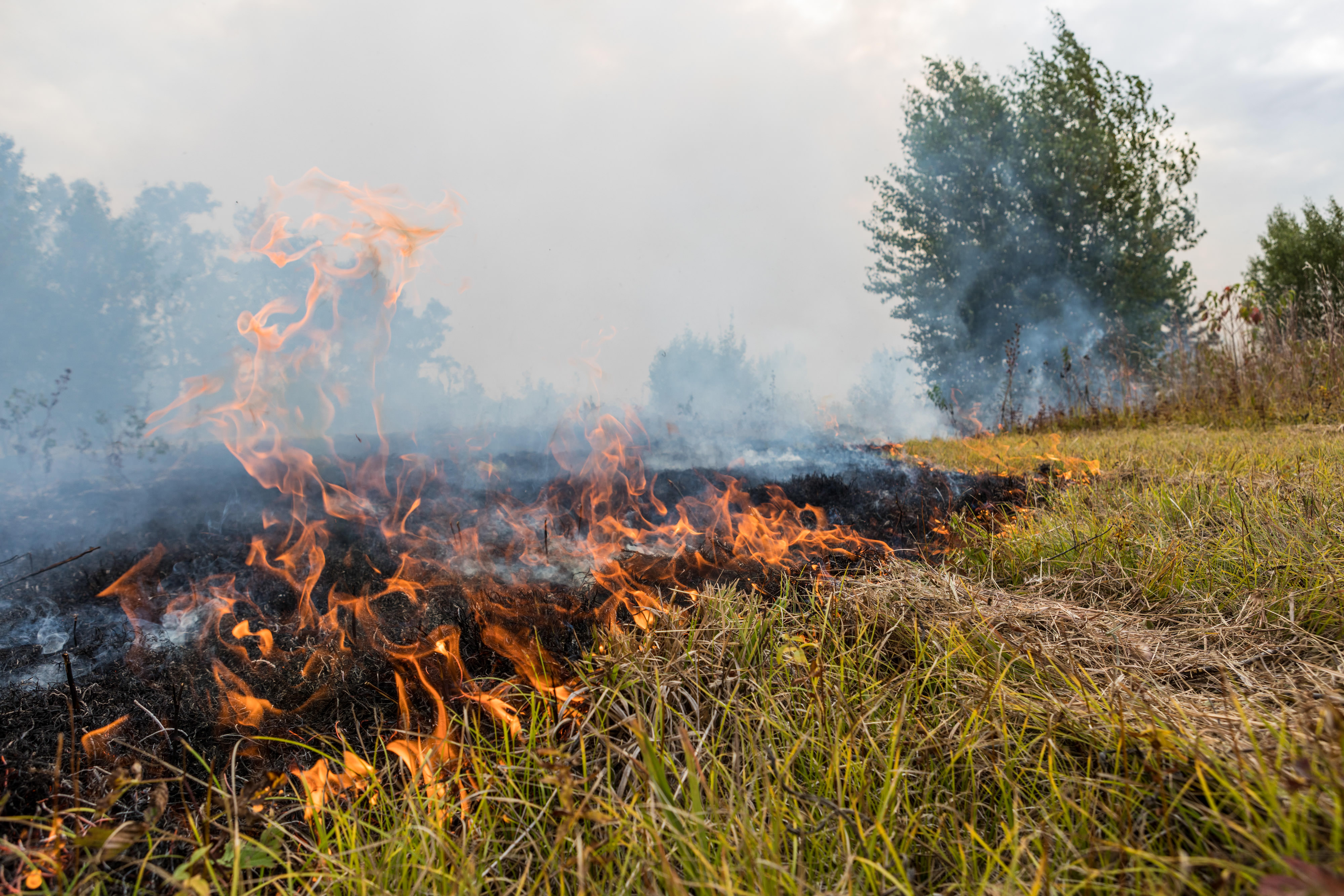 Closeup of grass burning during a prescribed fire.