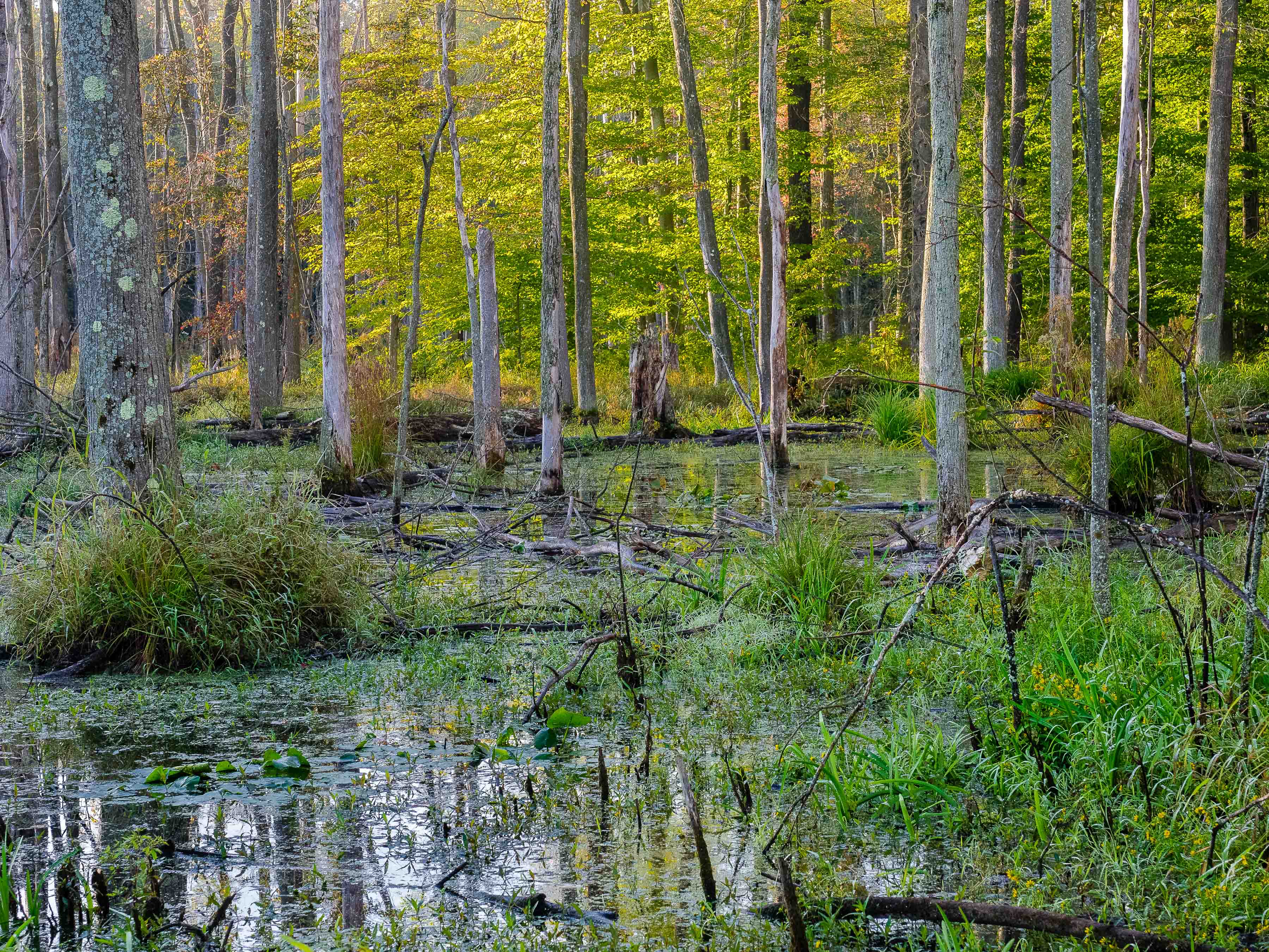Wetland habitat at Morgan Swamp Preserve.