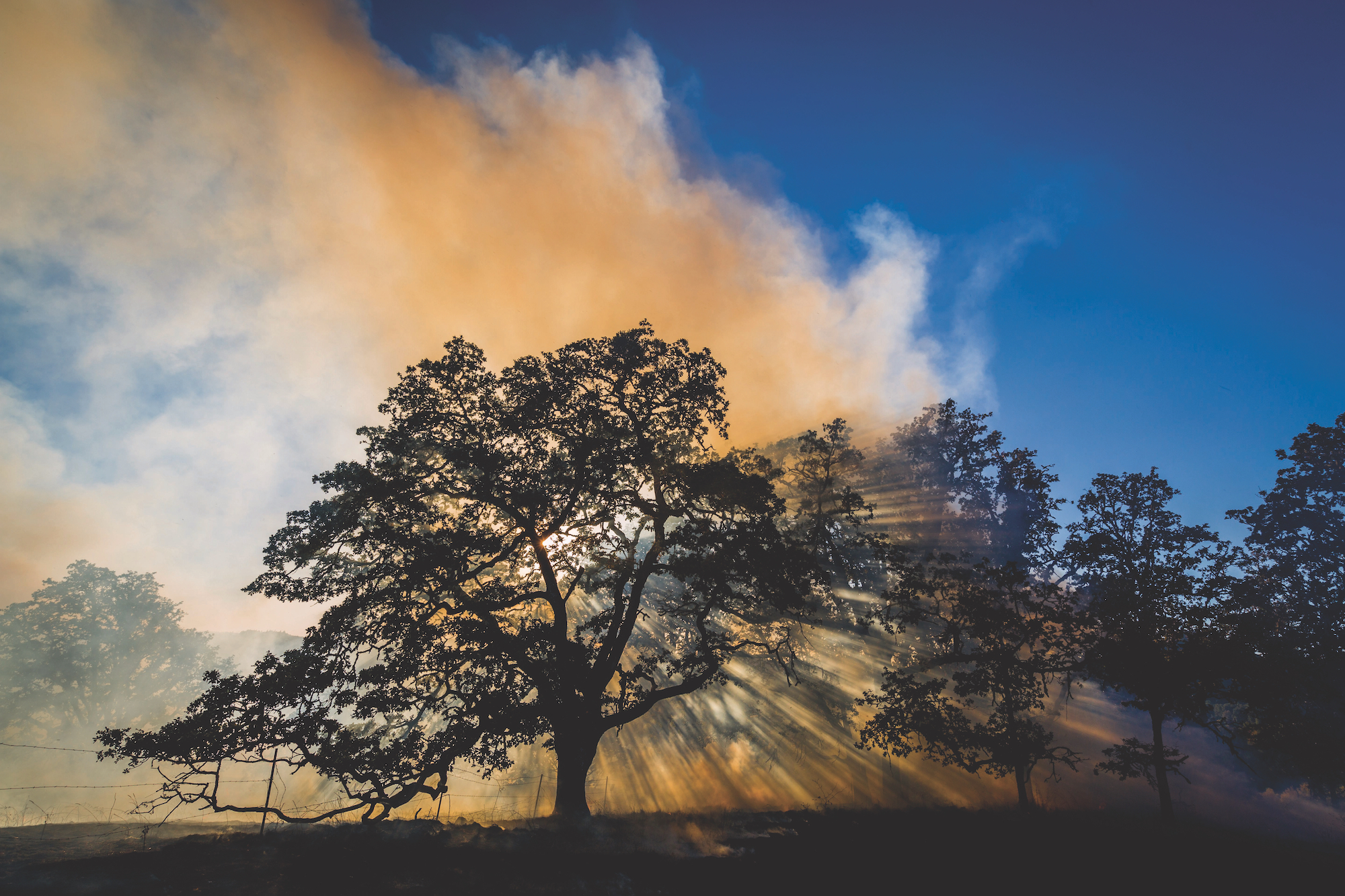 Smoke and light from a prescribed fire silhouettes a large tree.