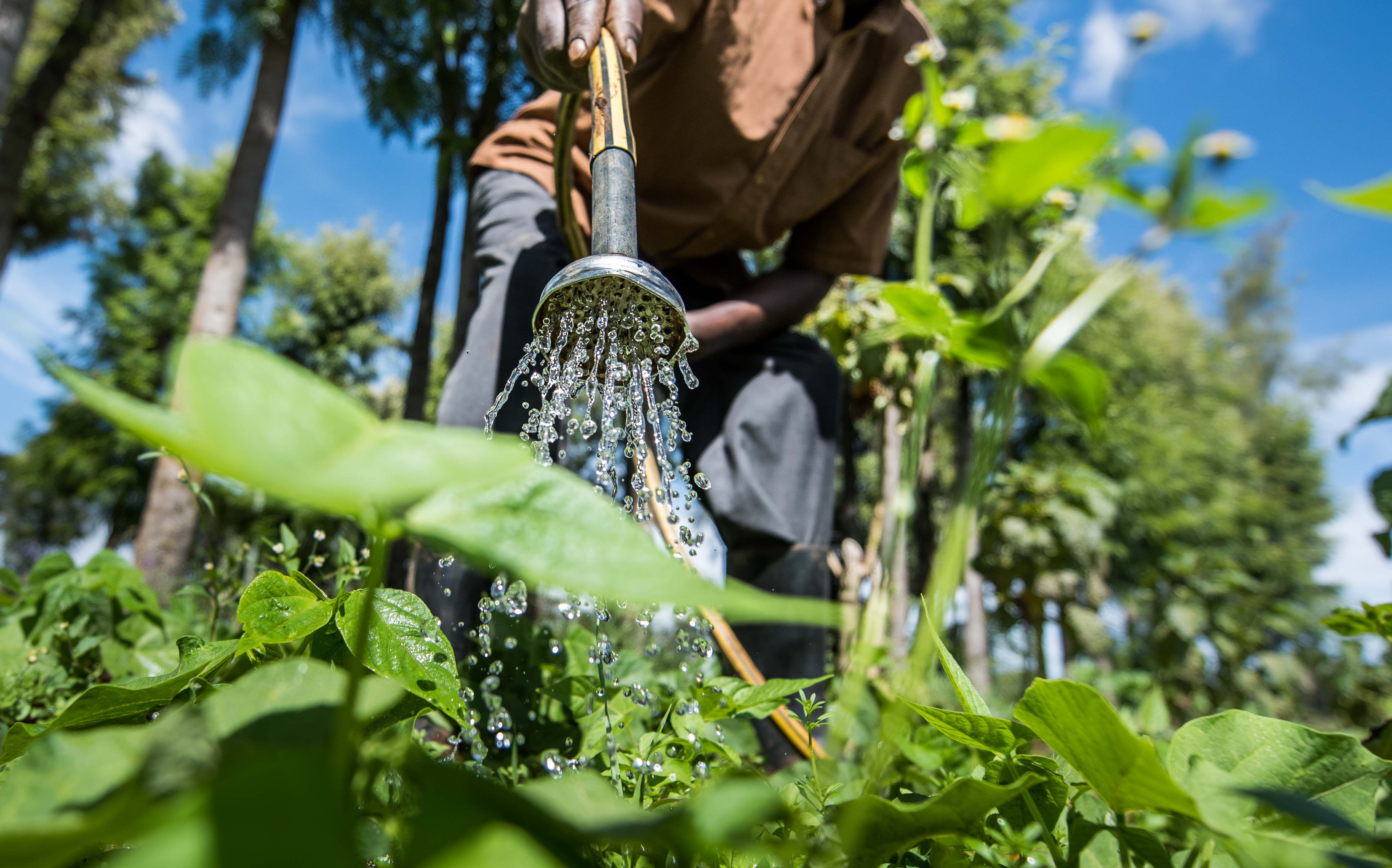 Man watering plant with hose 