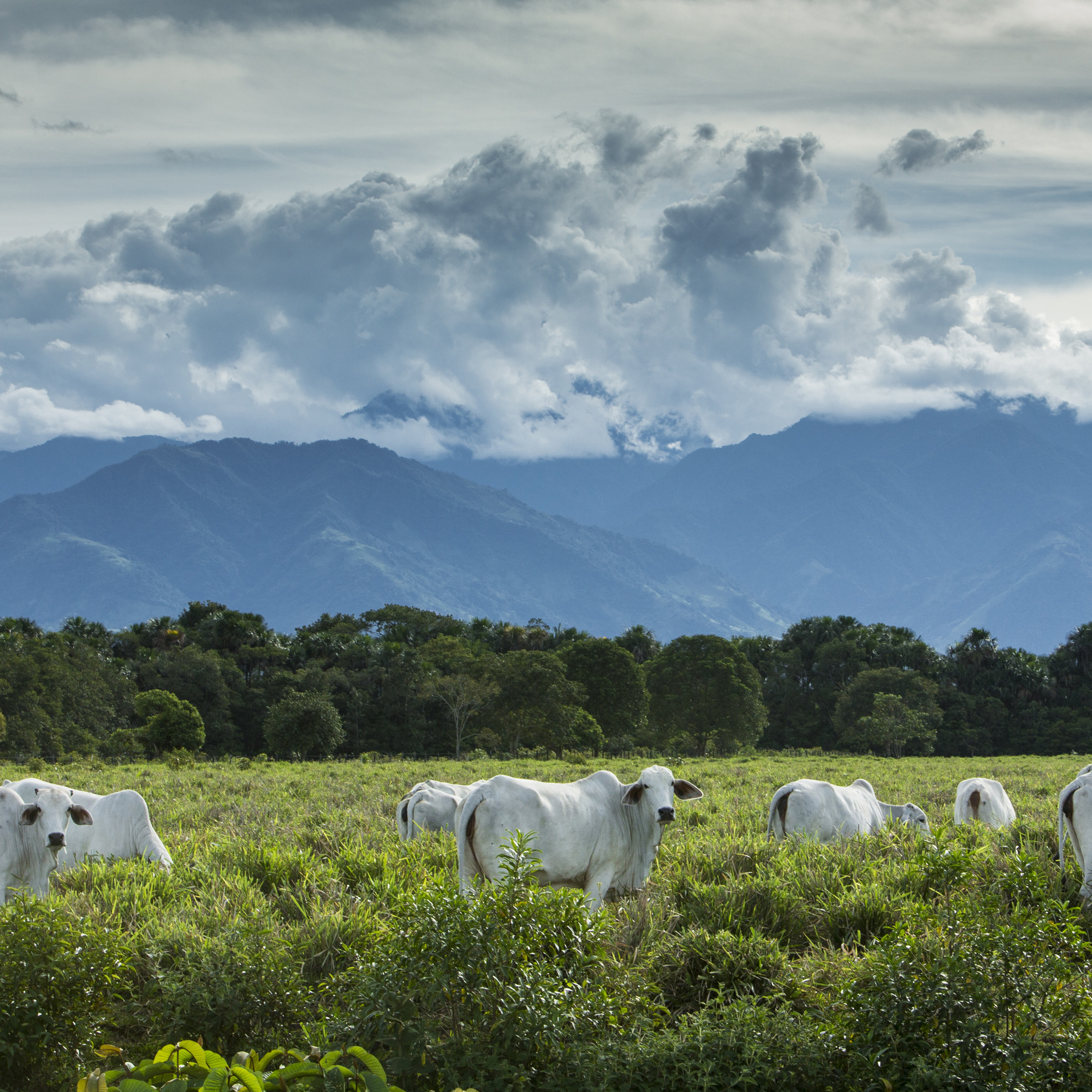 white cows graze in a green field with mountains behind