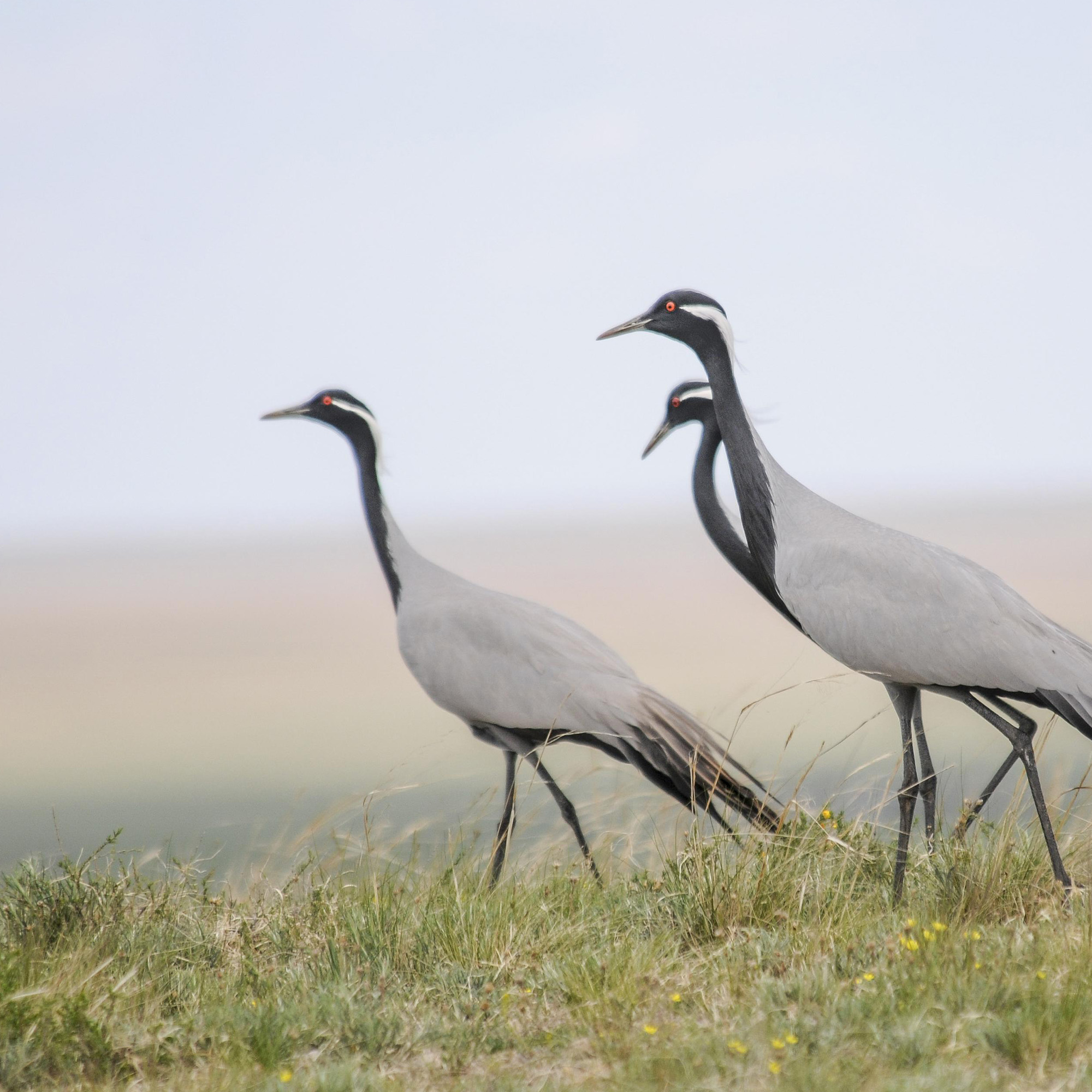 Close up of demoiselle cranes walking through grassland