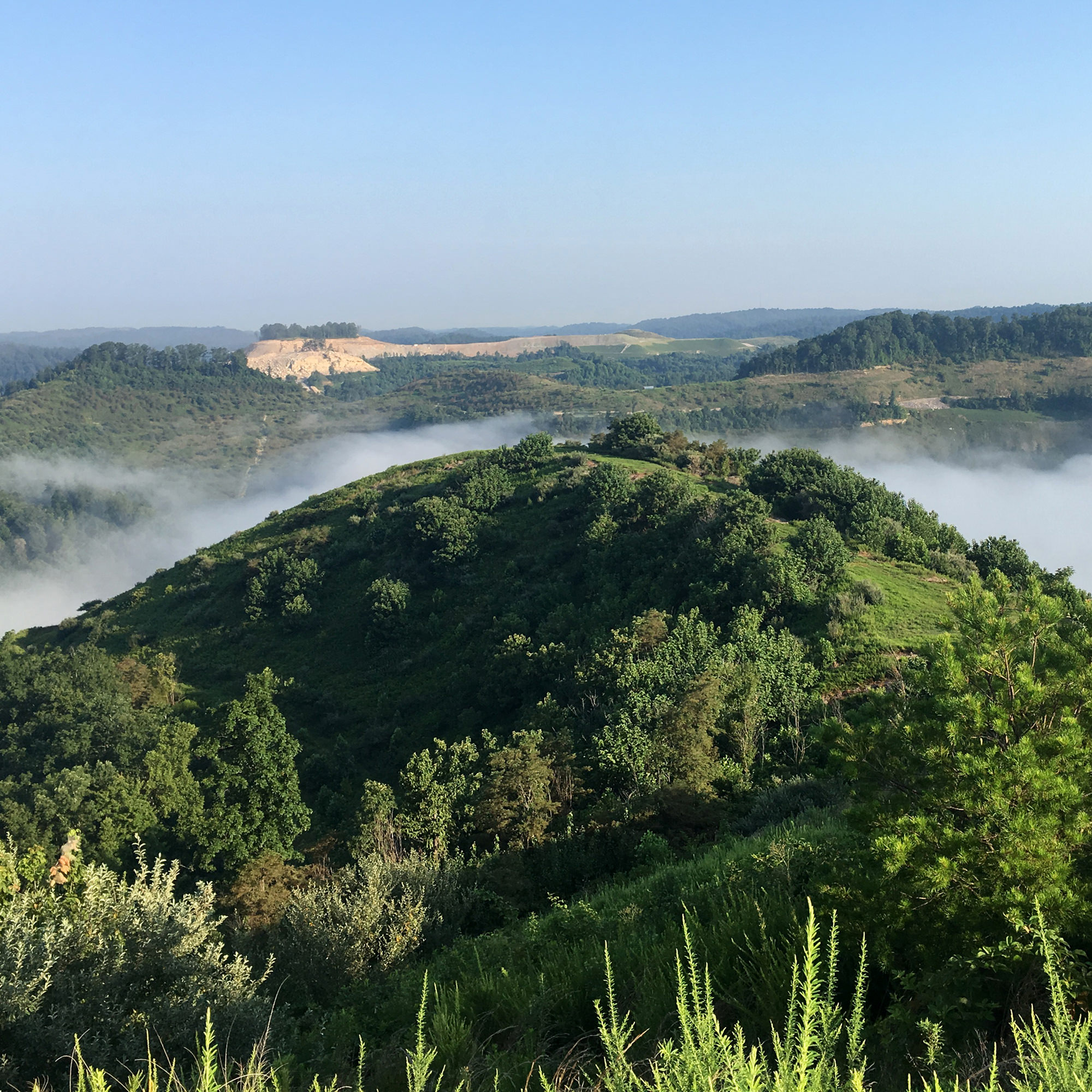 reclaimed mine land with new plant growth