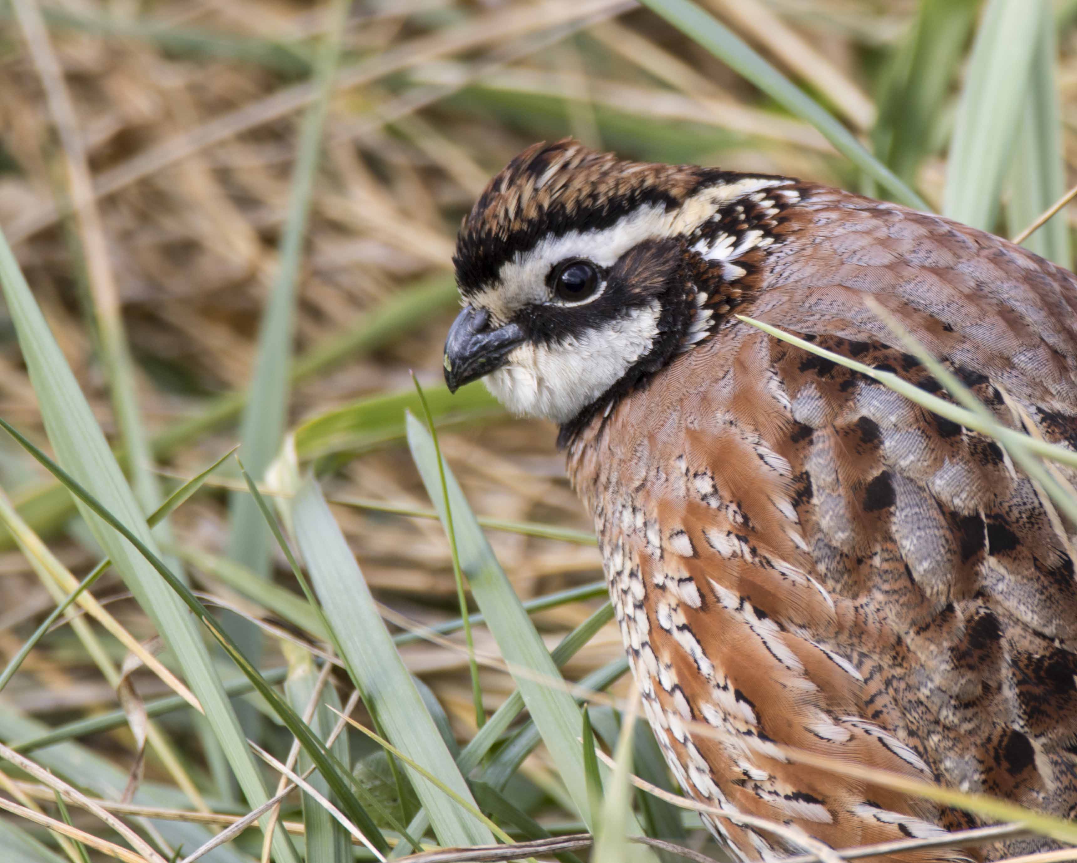 A close up of a fluffy light brown bird with a white face and a black band of feathers across its eye.