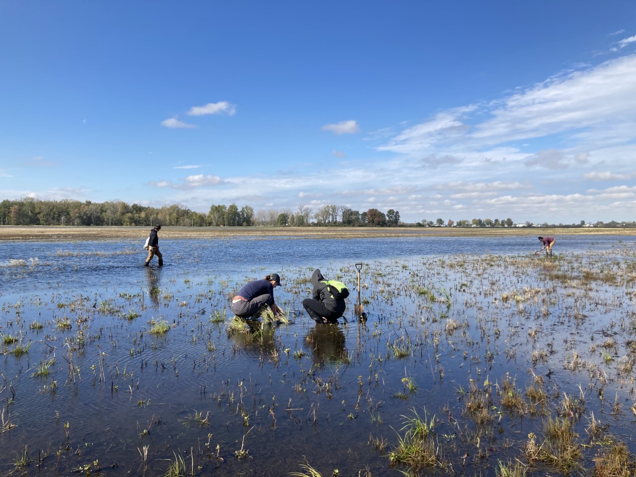 TNC staff plant native plugs at Sandhill Crane Wetlands.