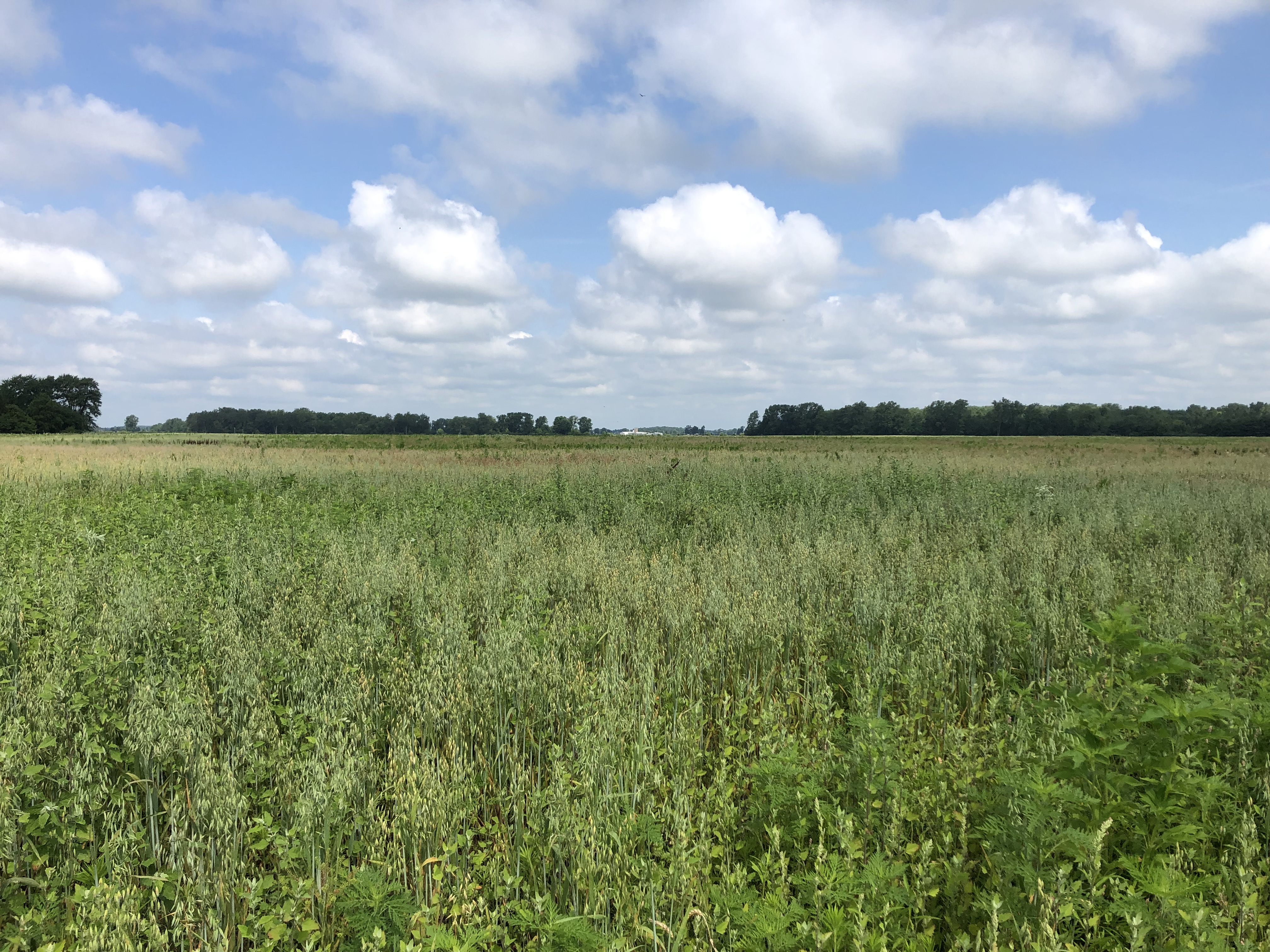 Native wet prairie habitat at Sandhill Crane Wetlands.