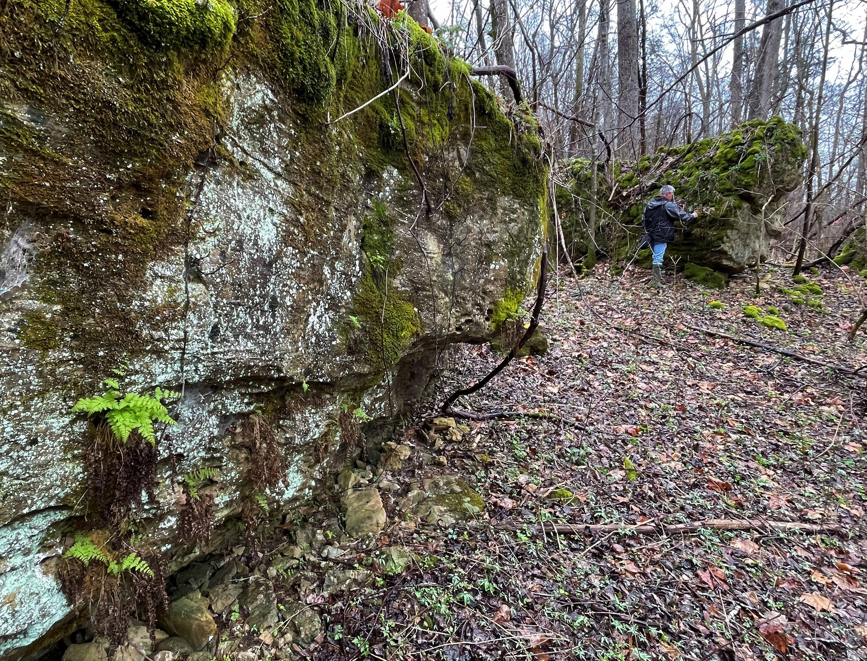 Large geologic slump blocks rise from the forest floor.
