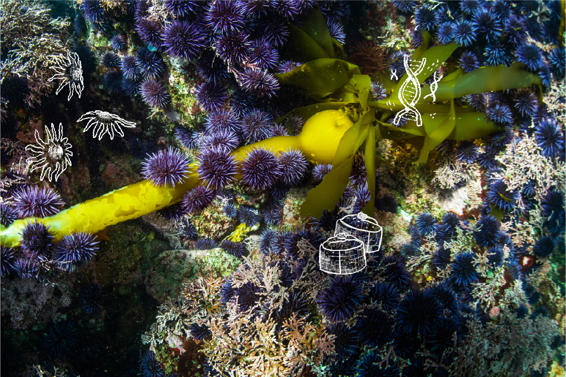 Purple urchins and their underwater habitat.