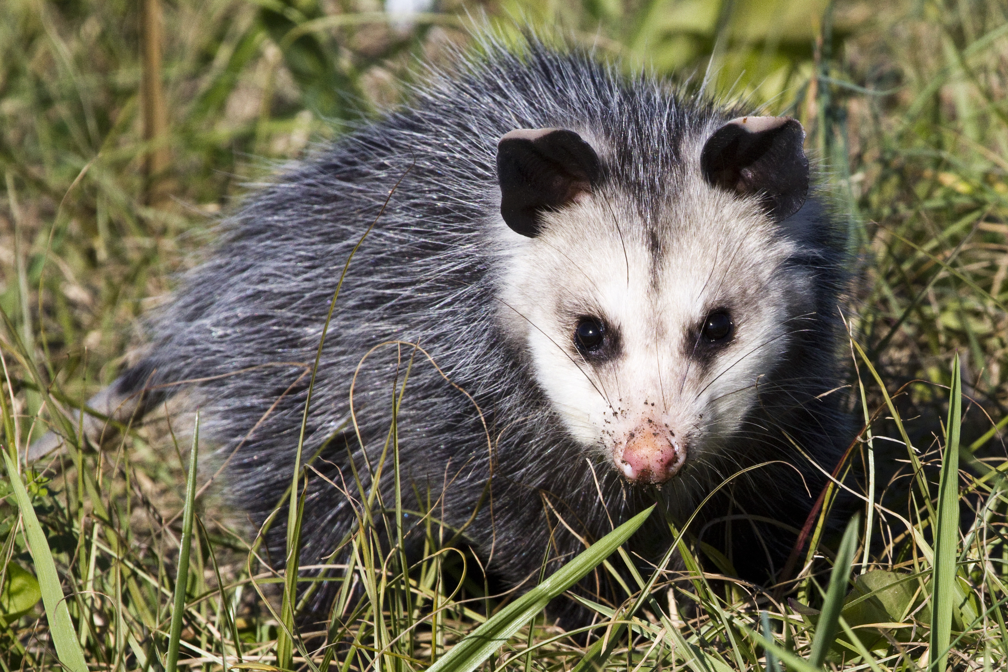 An adult opossum sitting in the grass, looking at the camera. 