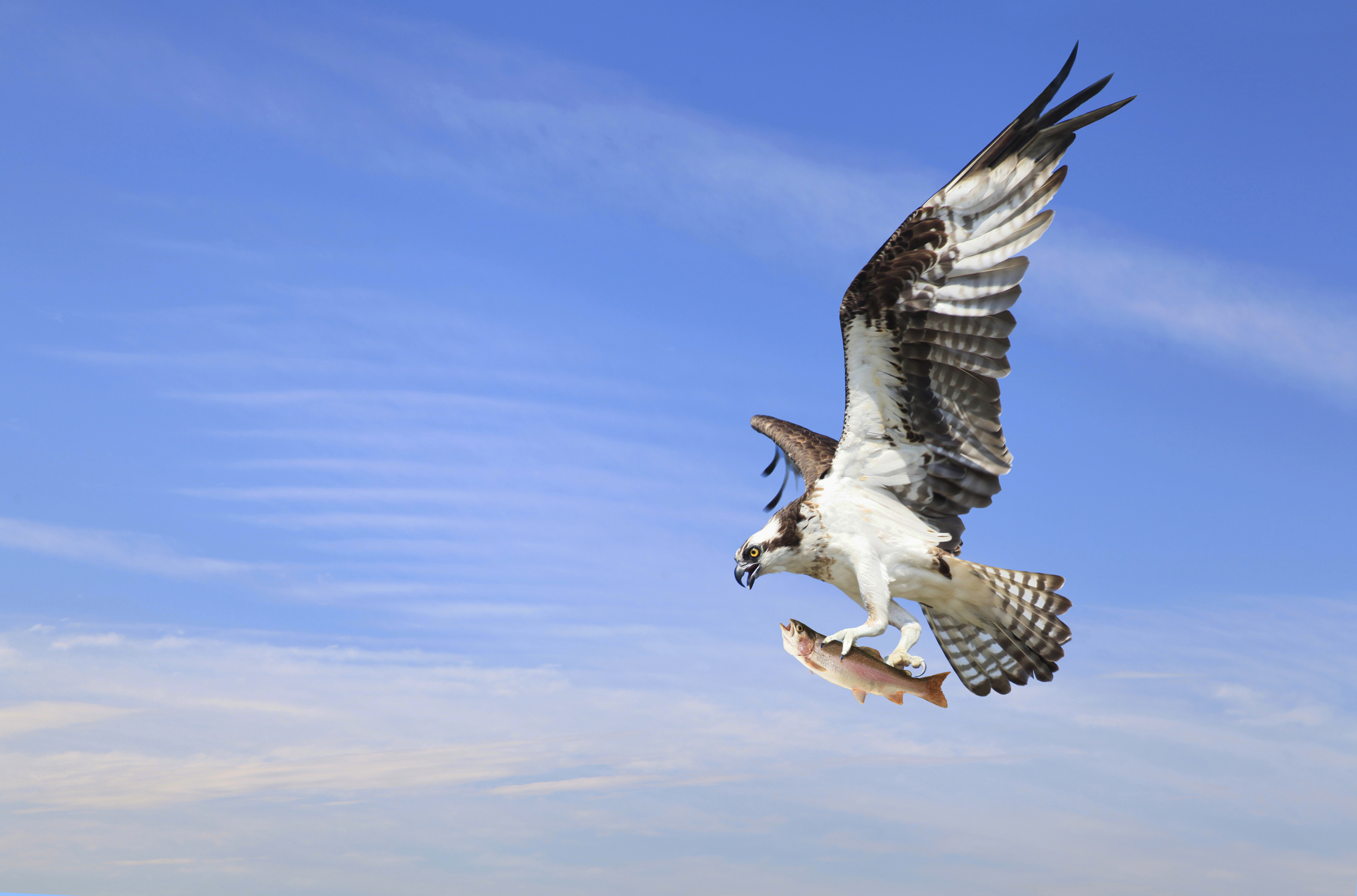 An osprey is flying with a fish in its talons. 