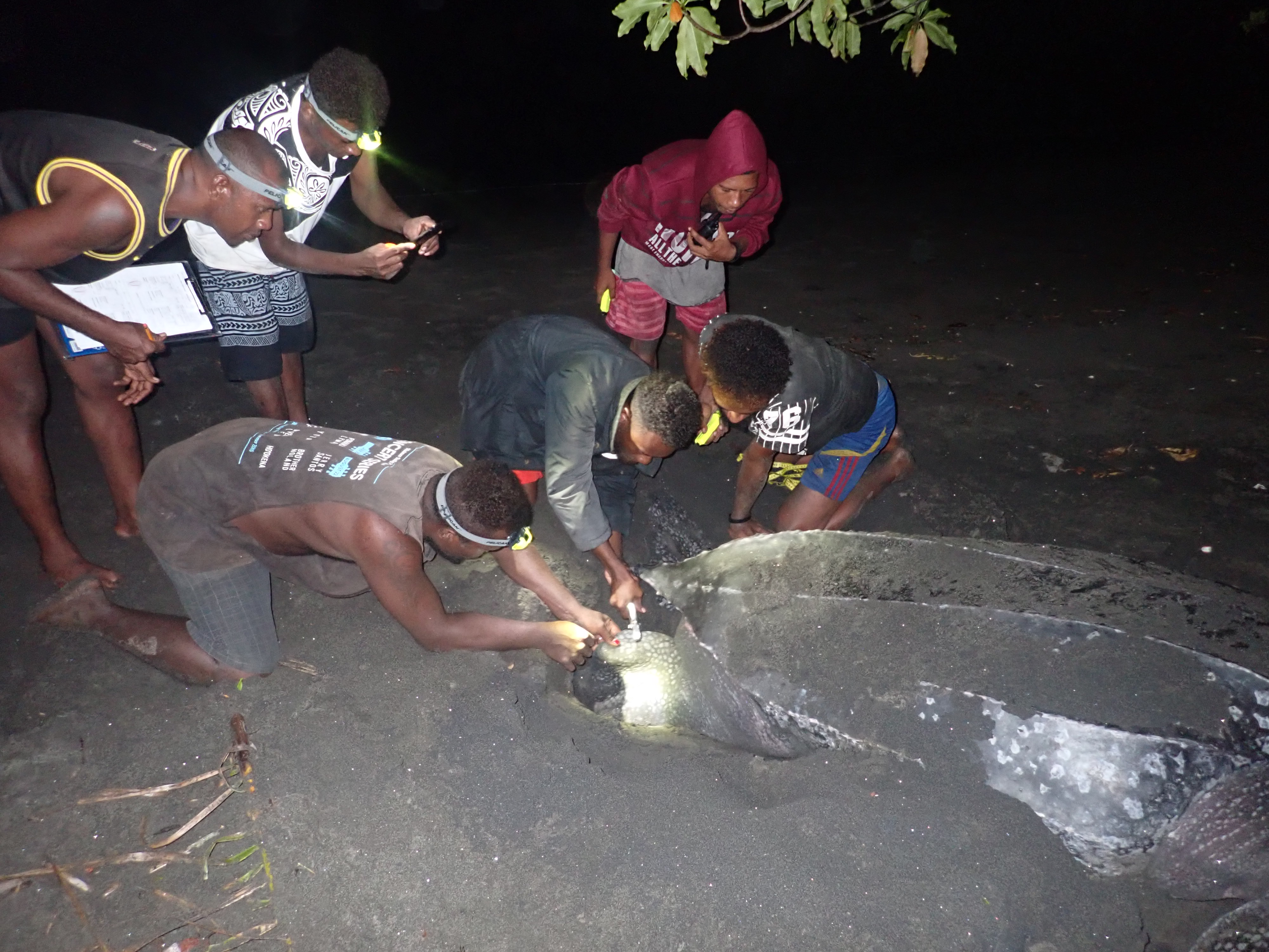 Rangers collect data and tag a nesting leatherback.