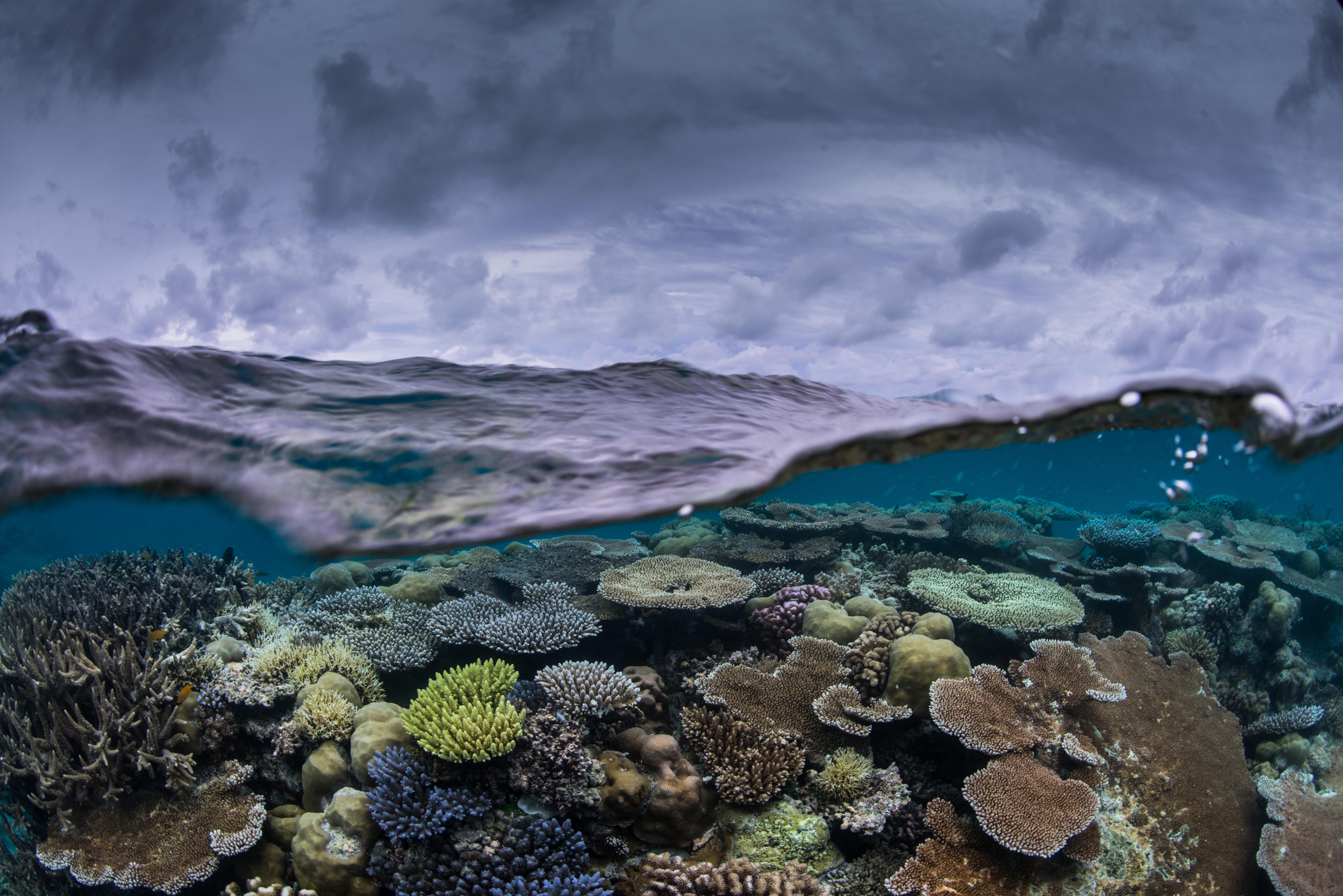 A split view of above and under water, showing sky and clouds above and a coral reef below the water's surface.