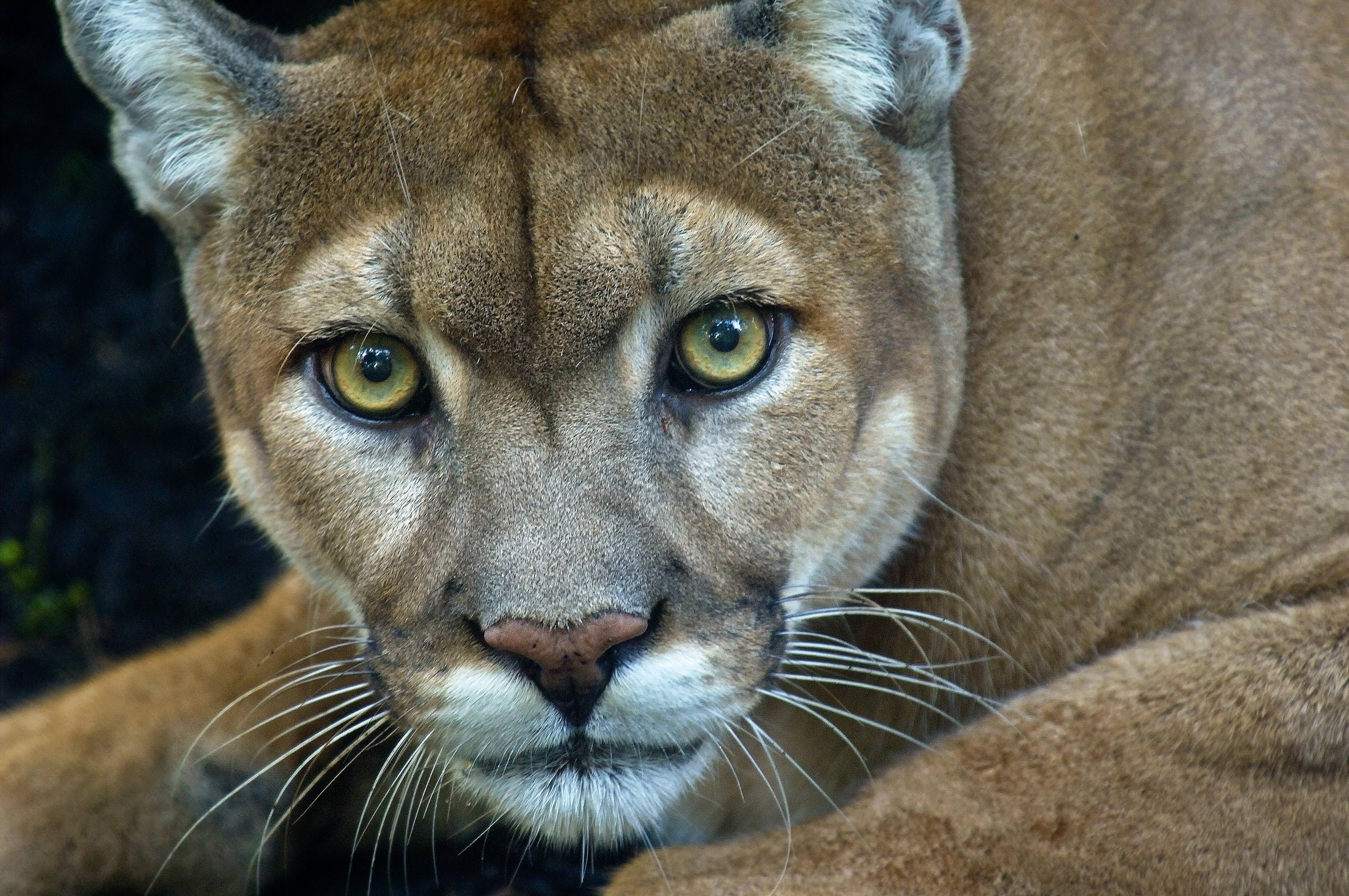 Closeup of a Florida panther staring at the camera.