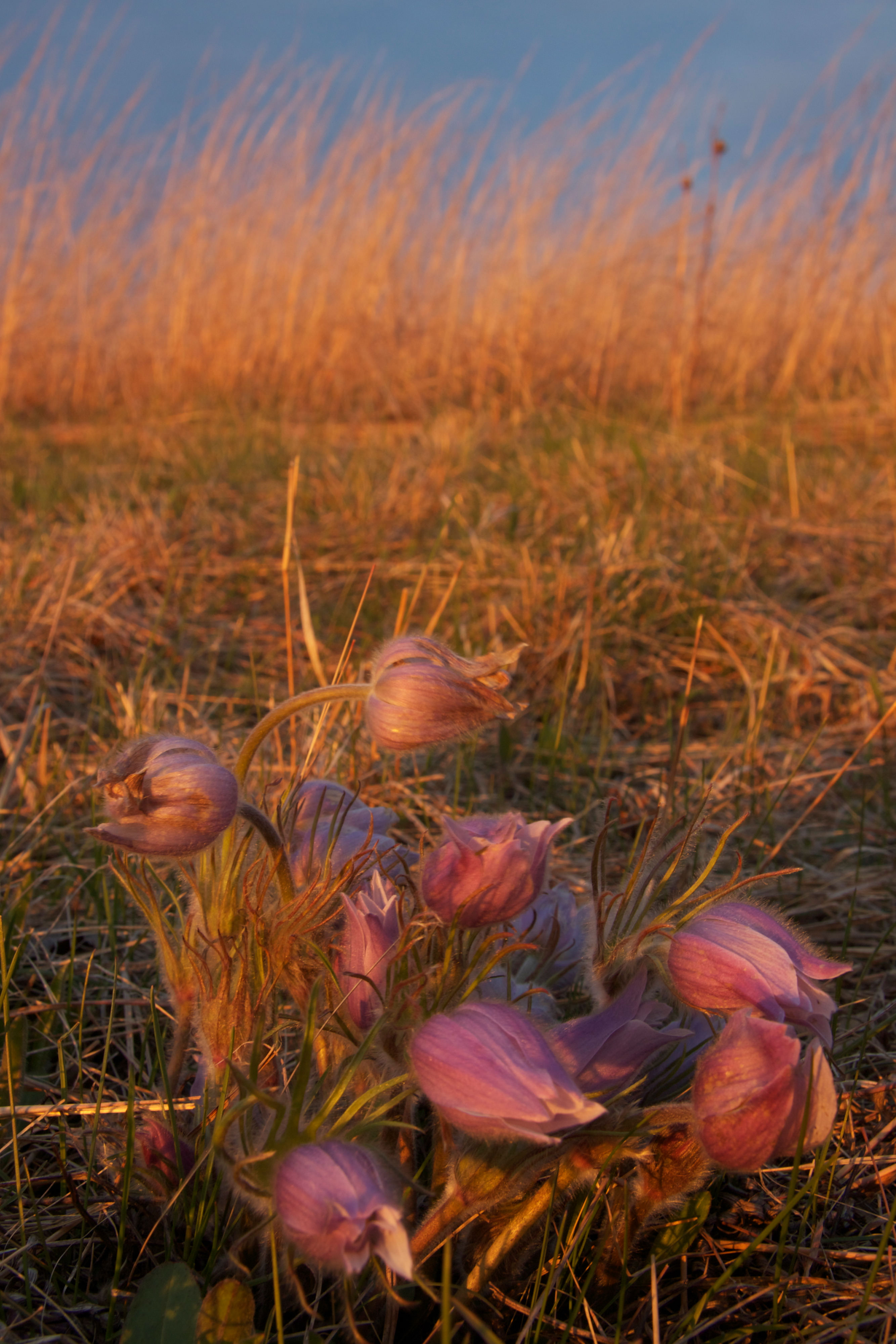 Pasque flowers and bluestem.