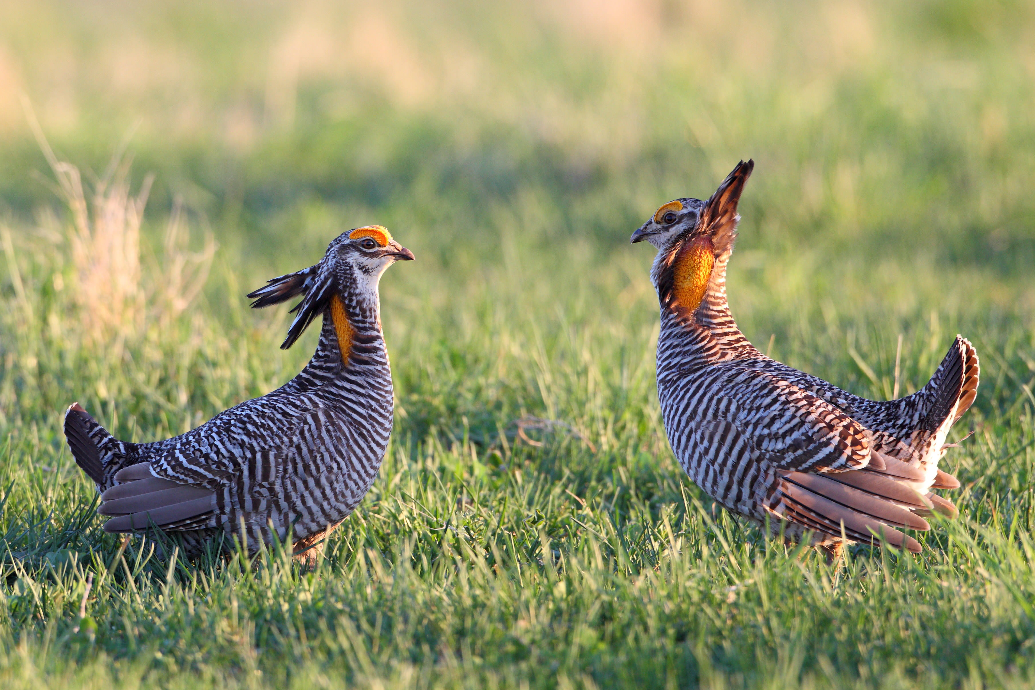 Two greater prairie chickens face each other on grasslands at Dunn Ranch Prairie.