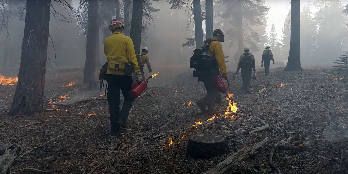 Trained prescribed burn practitioners lighting small fires on a forest floor.