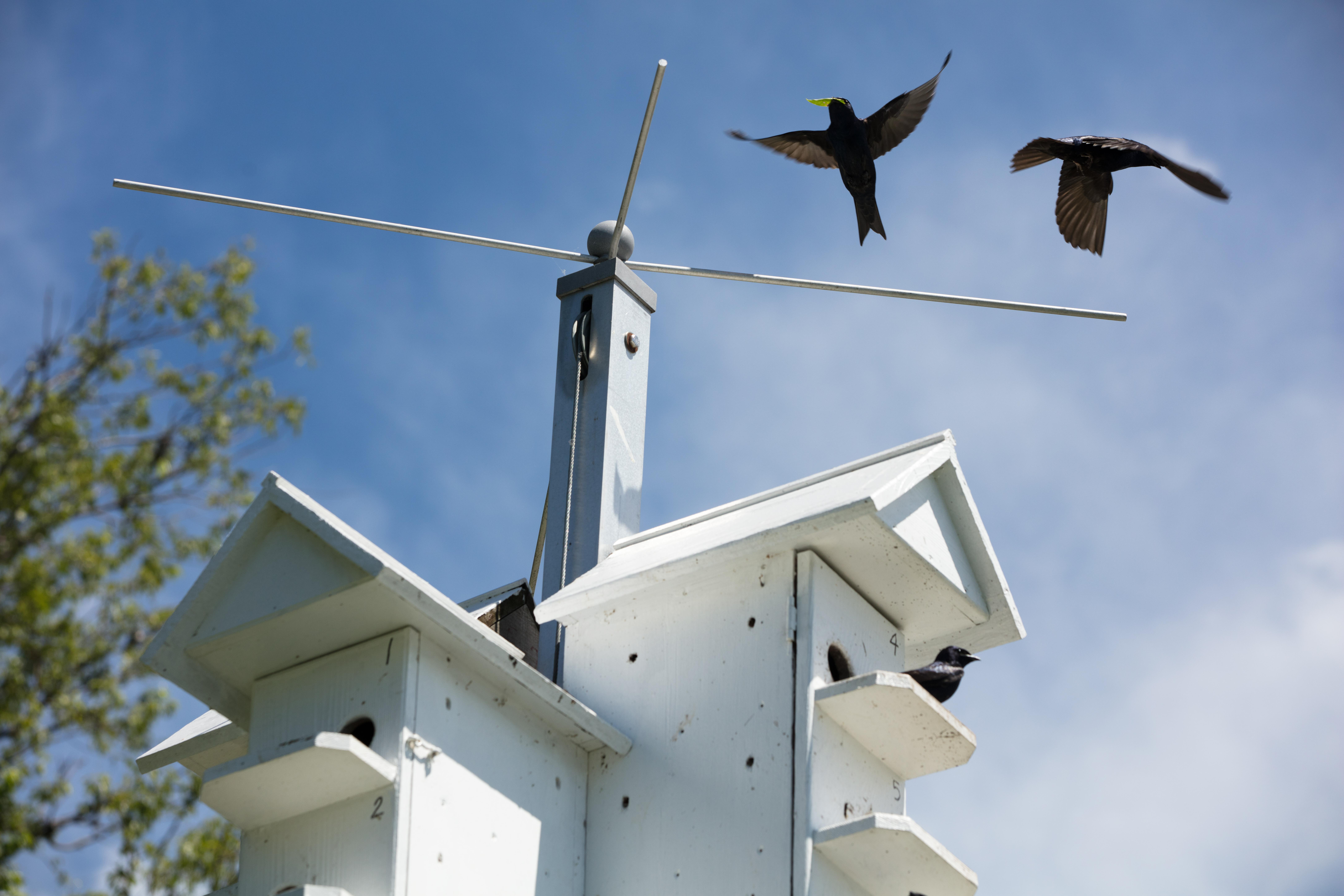 Purple Martin adults are flying above their house.