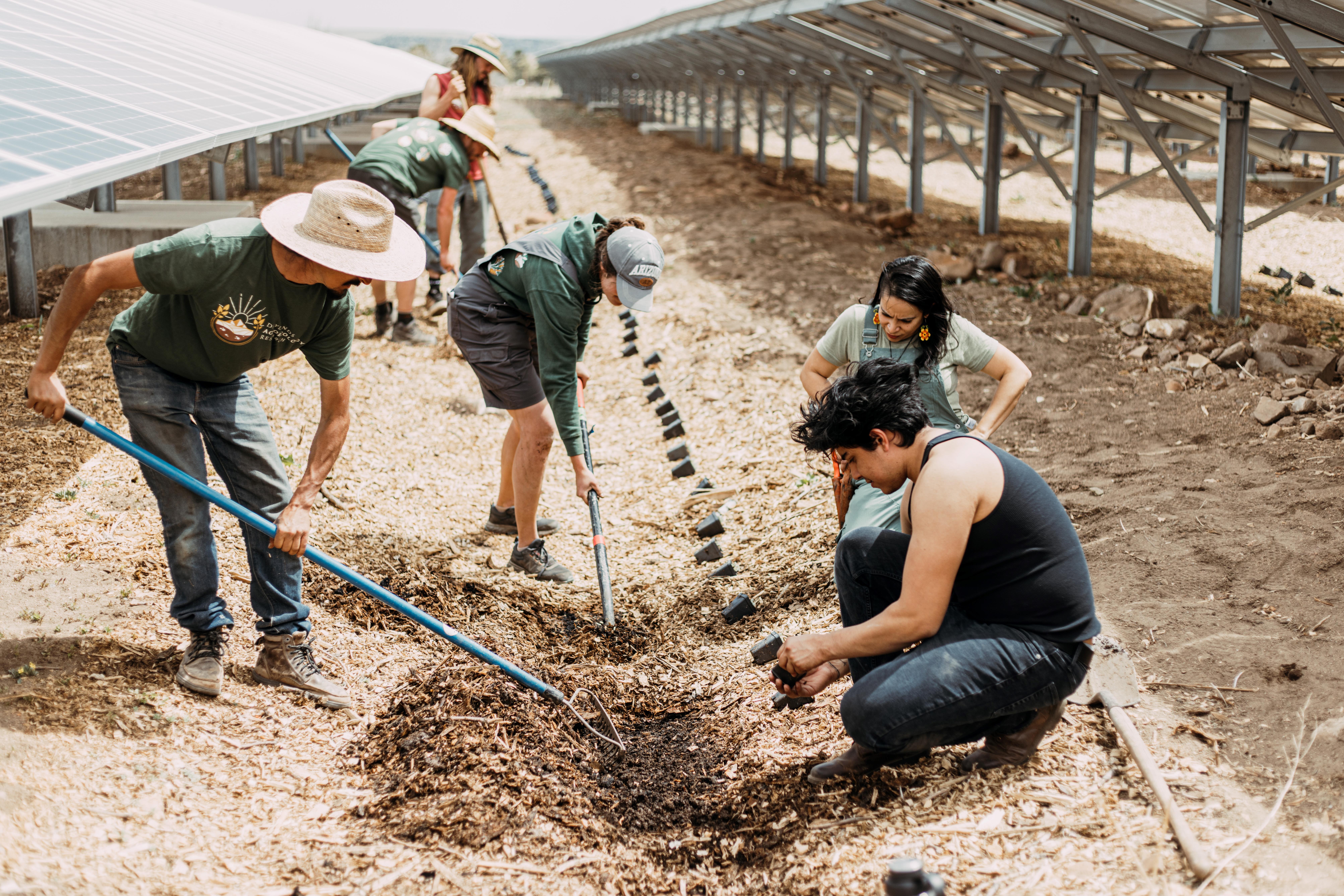A group of people gardening in between large solar arrays.